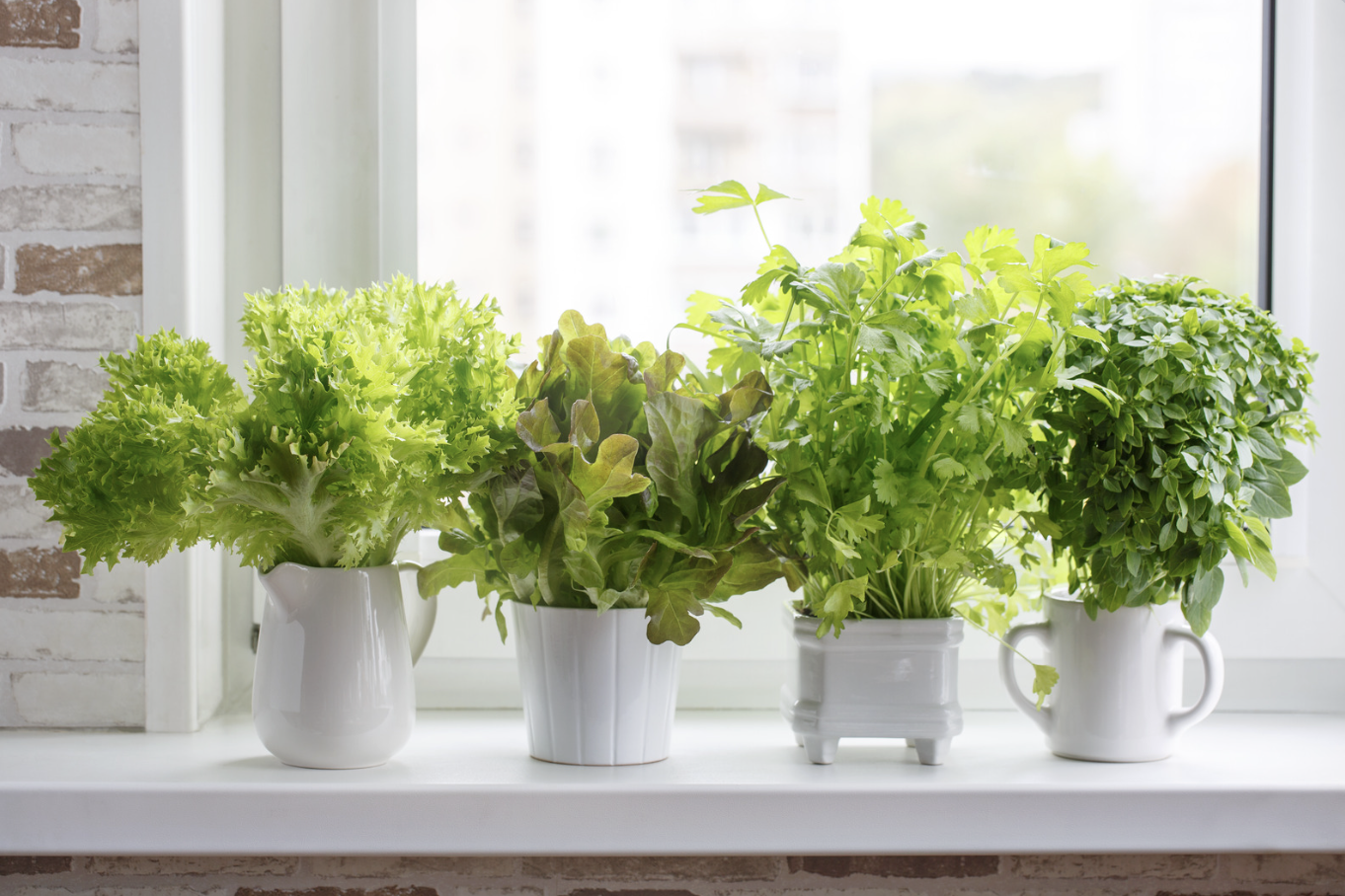 herbs in white ceramic pots on windowsill