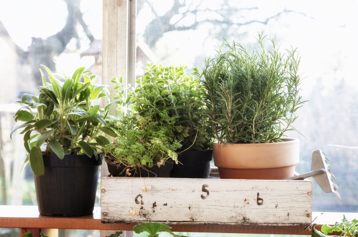 fresh herbs in posts and wooden crate on windowsill