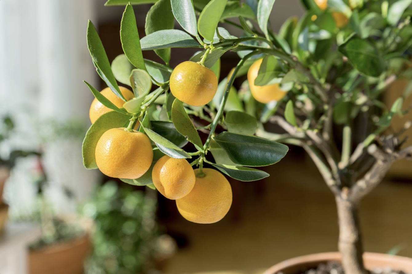 Seasonal Citrus: Brighten Your Table, Your Skin &amp; Your Mood