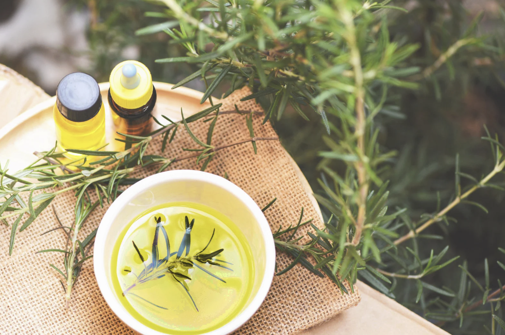 rosemary plant and cut rosemary in olive oil