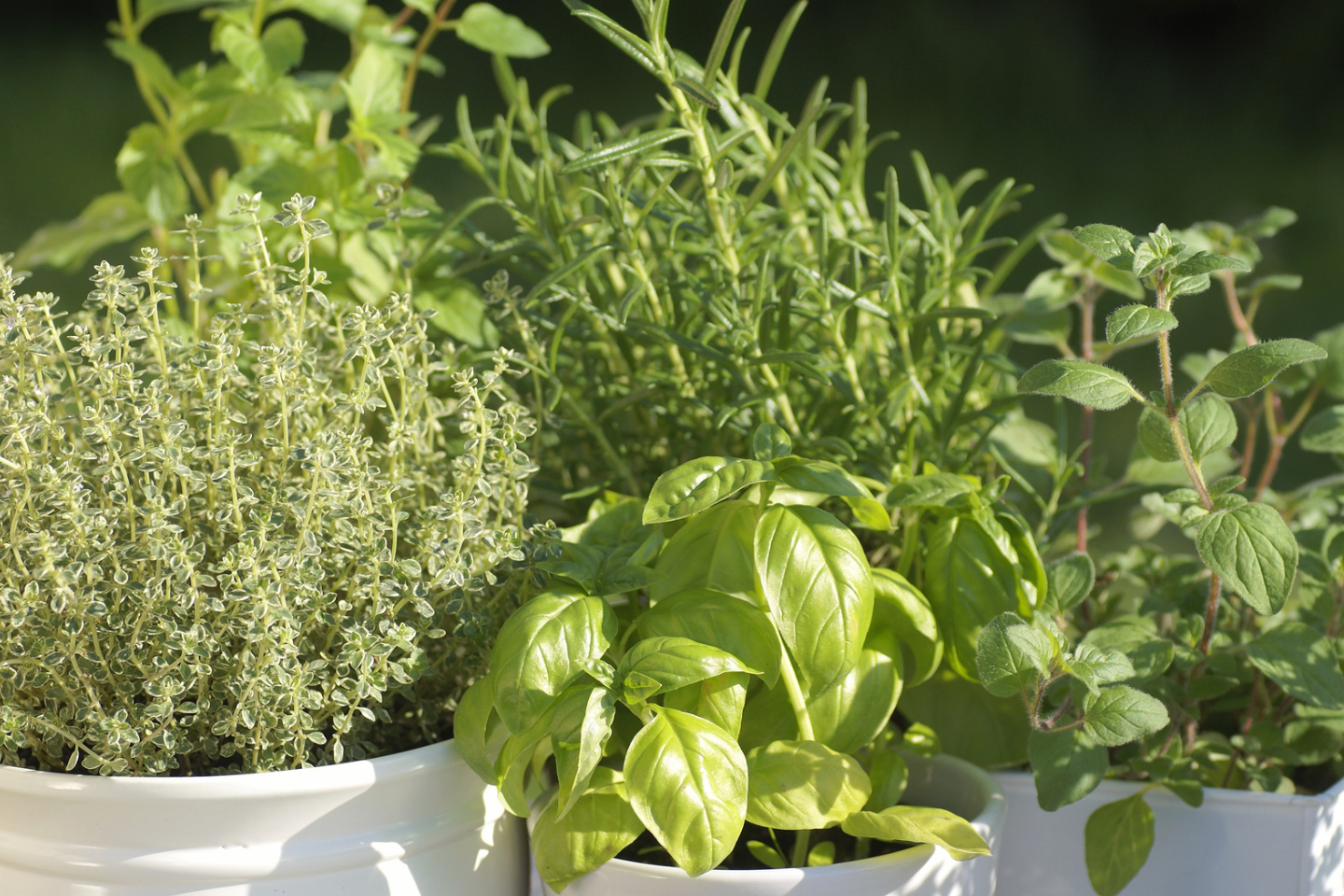 pots of kitchen herbs