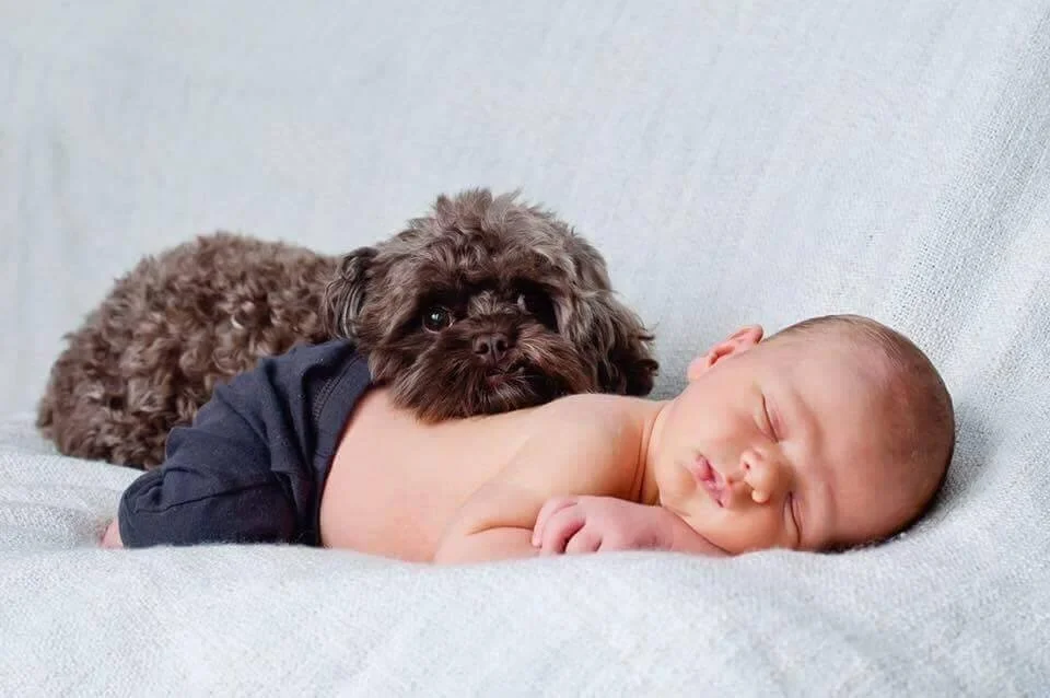 teacup schnoodle for sale