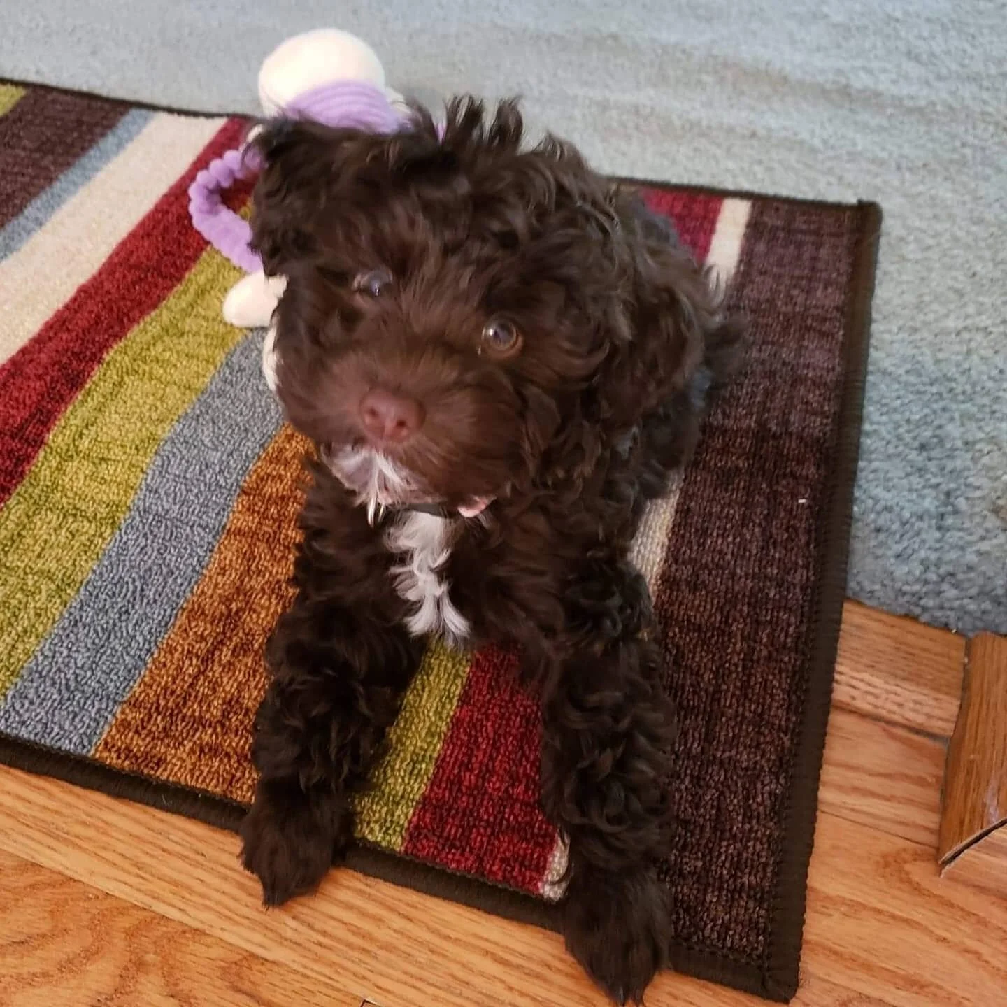 schnoodle breeders midwest