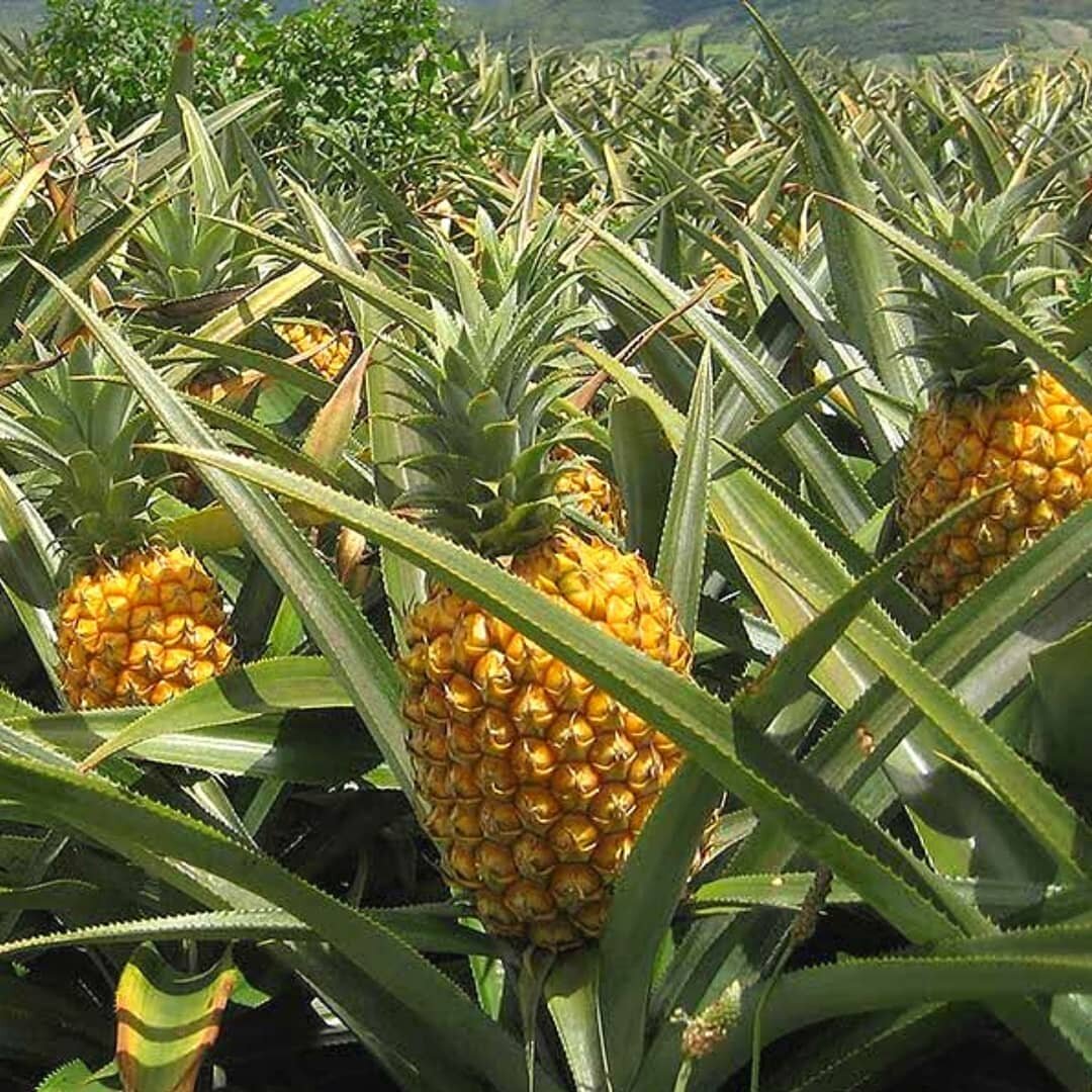 Para poder tener &eacute;xito personal o profesional tenemos que alimentar nuestra mente con palabras e im&aacute;genes poderosas llenas de riqueza y abundancia. 

🍃

Hoy nos inspiramos en una de las frutas estrella de nuestra tierra, la pi&ntilde;a