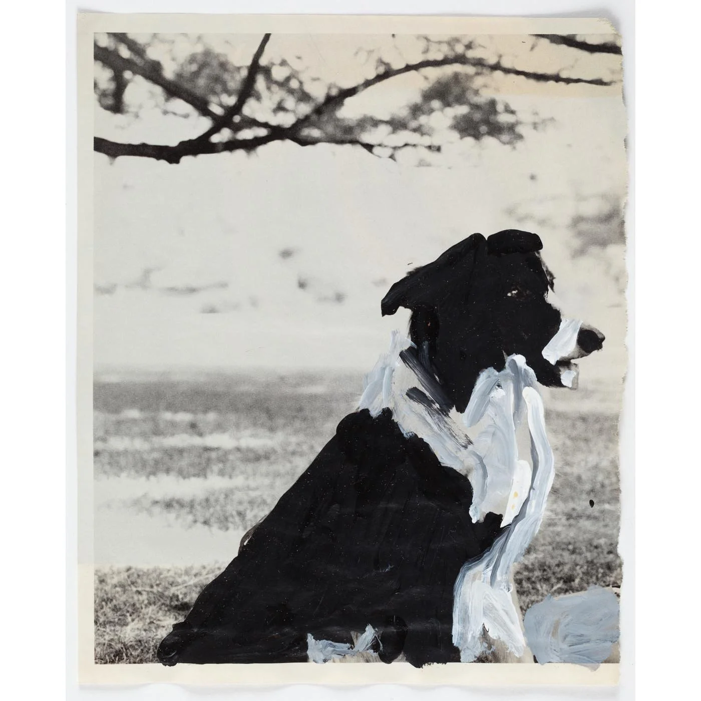 Douglas Sheran Dog 1400px.jpg