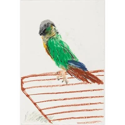 Green Checked Conure by Josue Izquierdo