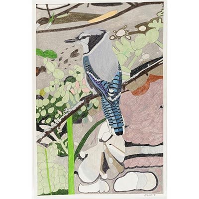 Untitled (Bluejay) by Albert Duong