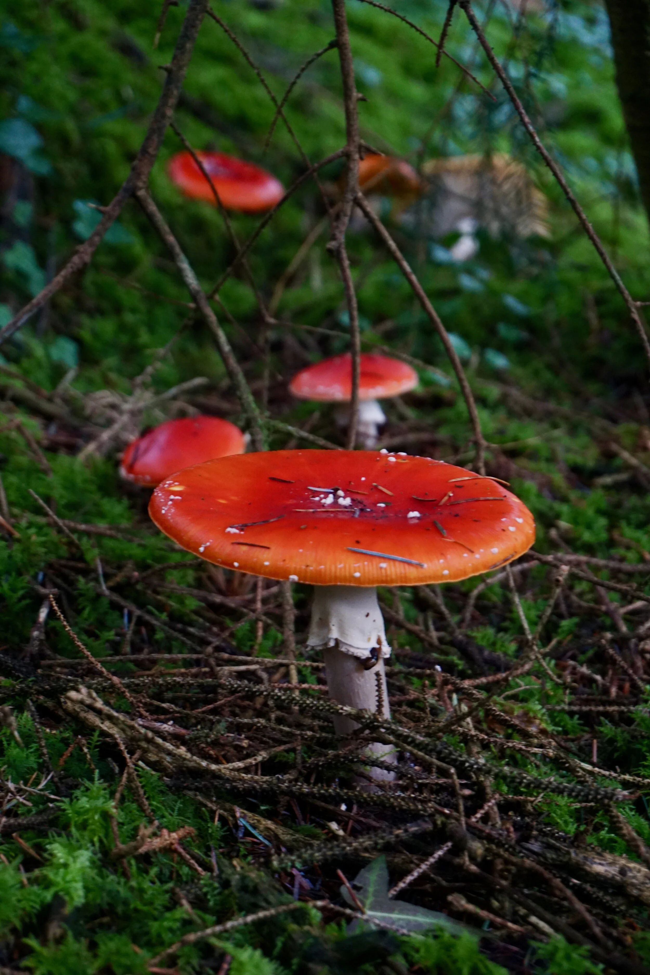 Path to the Fairy House