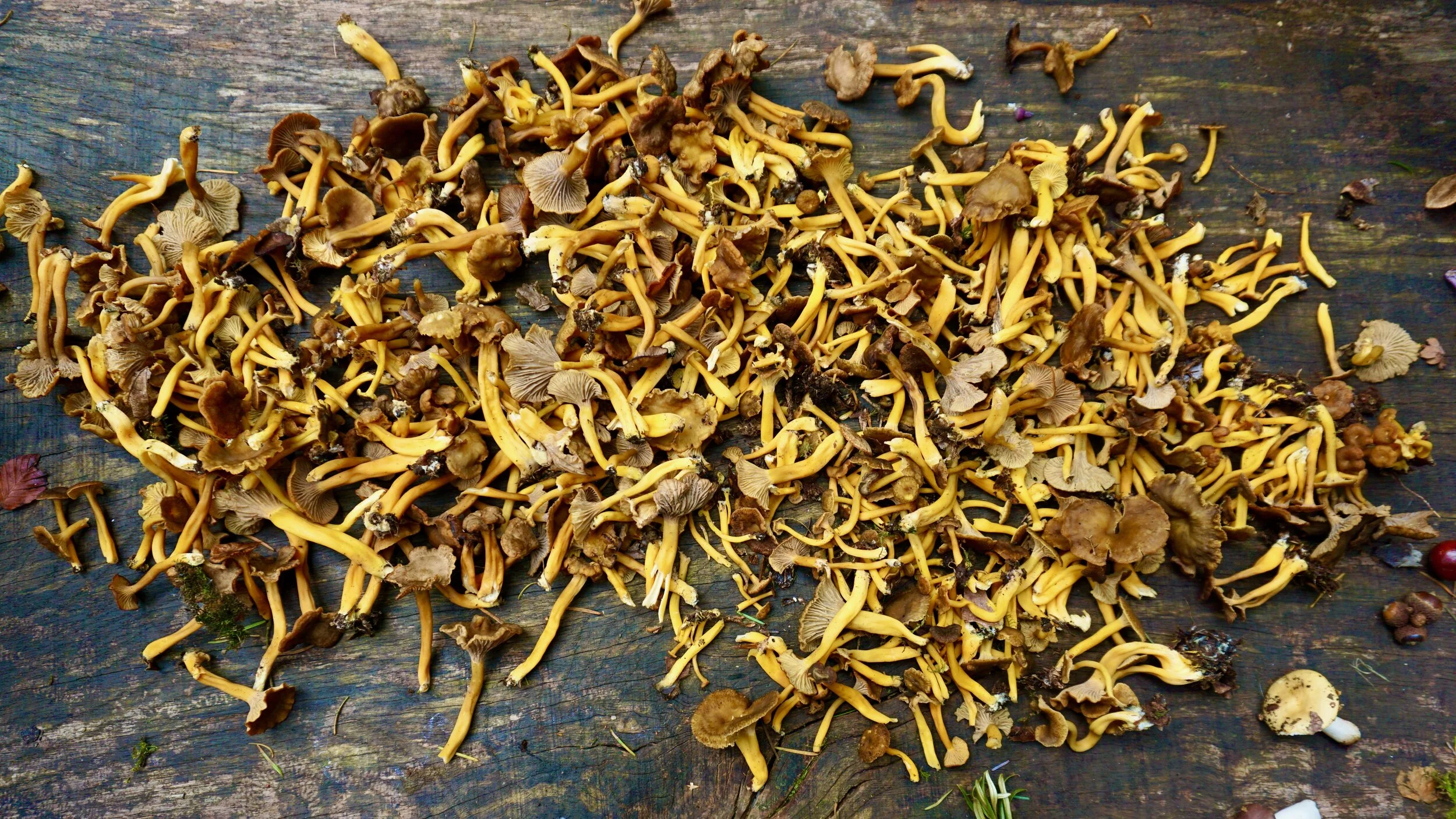 Winter Chanterelle