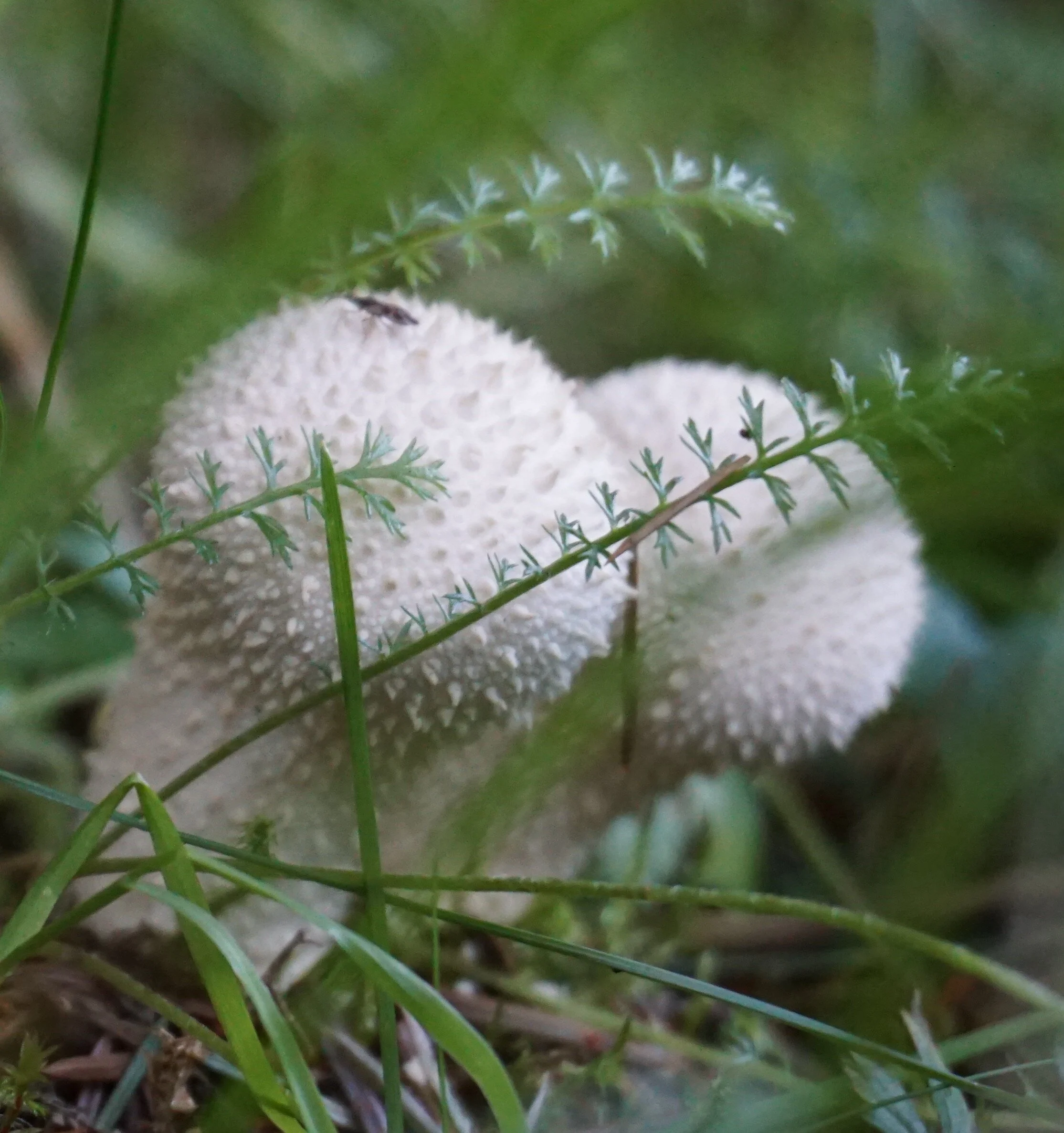 Common Puffball