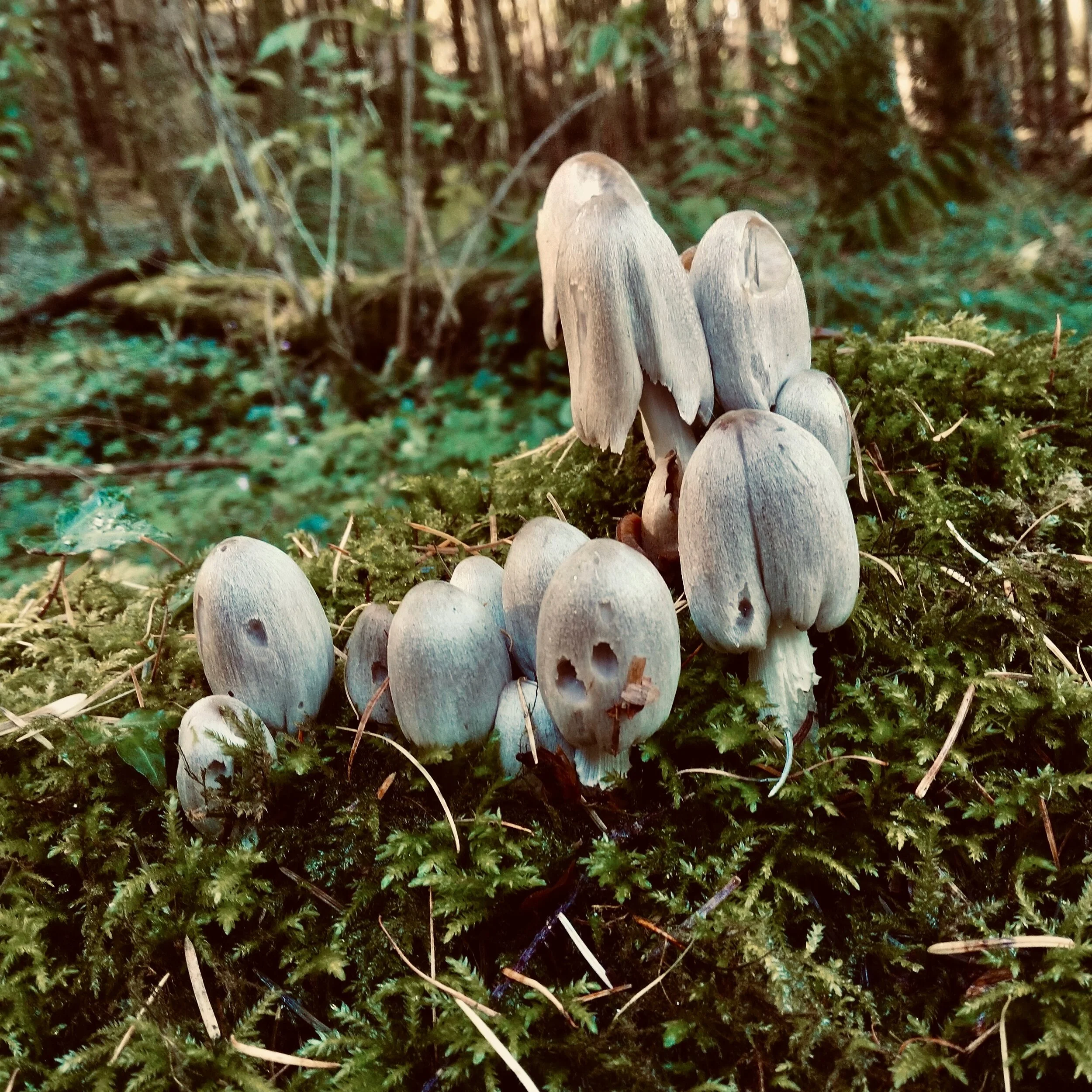 Ghost Mushrooms 