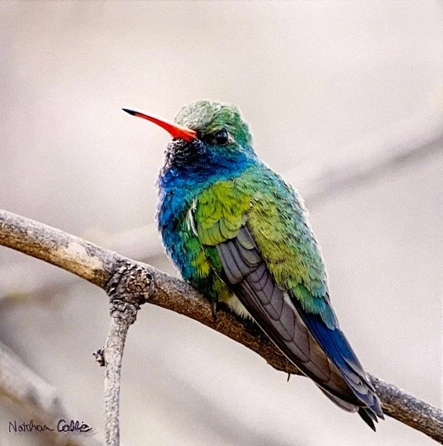 Bird Talk with Nathan Collie