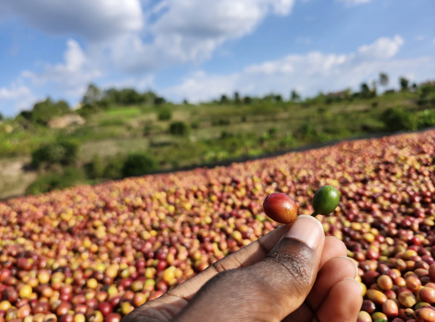 Rwanda Mbare - Lot 5