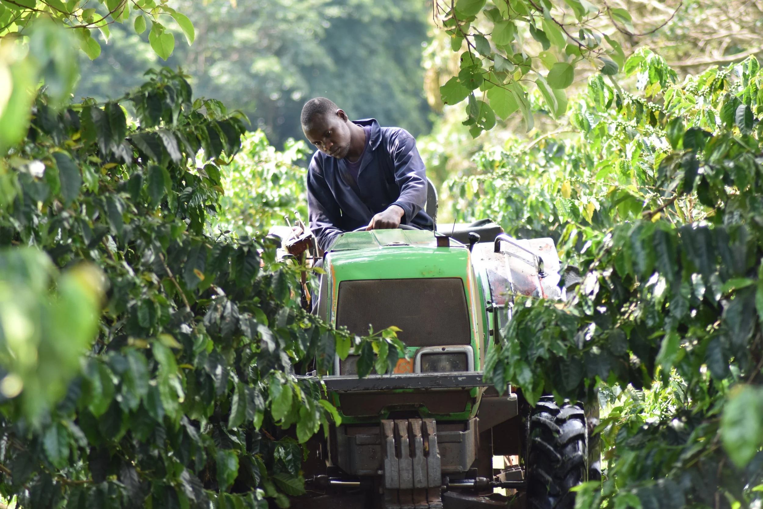 Tanzania - Ngila Estate