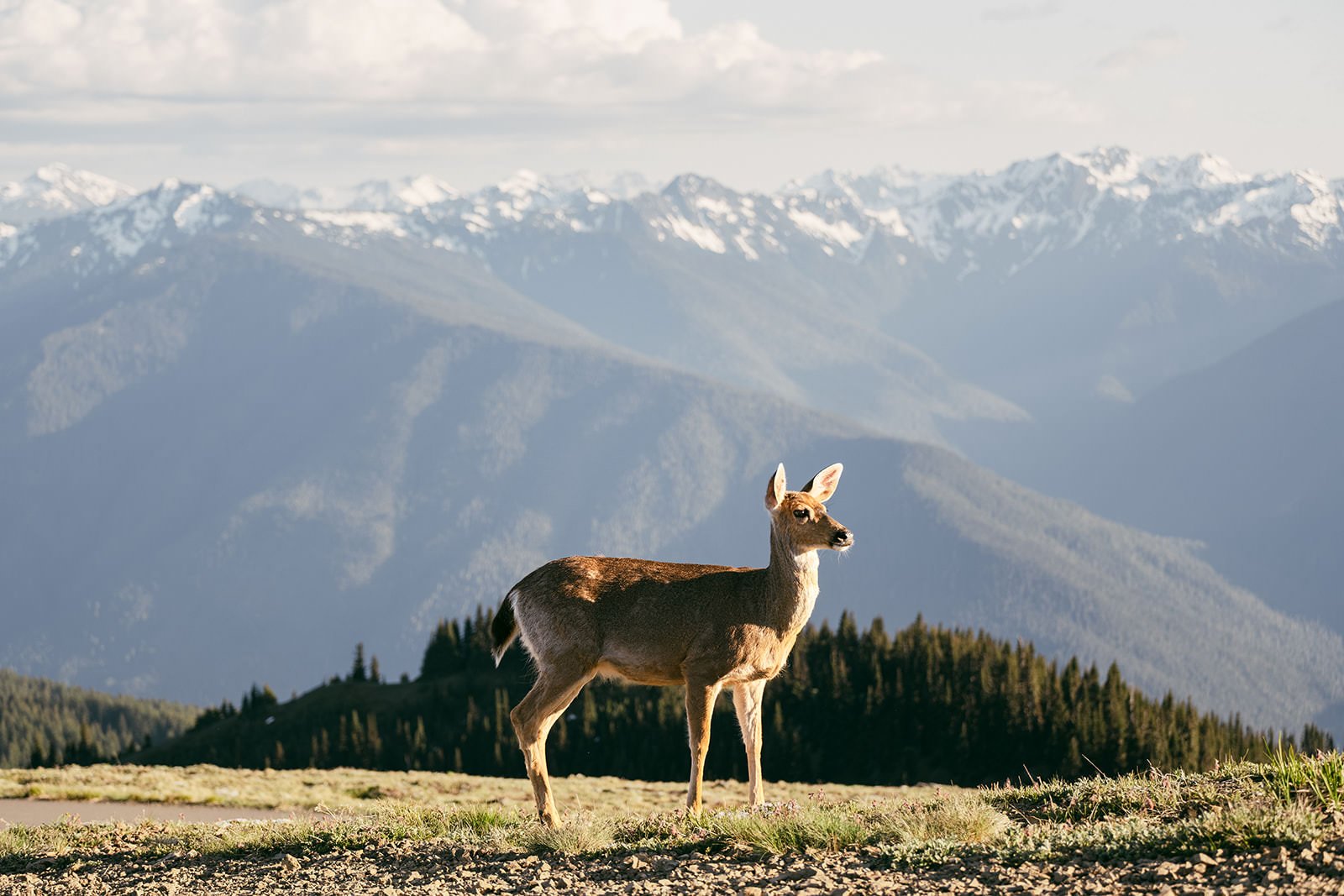 M&B-Proposal-Olympic-National-Park-1.jpg