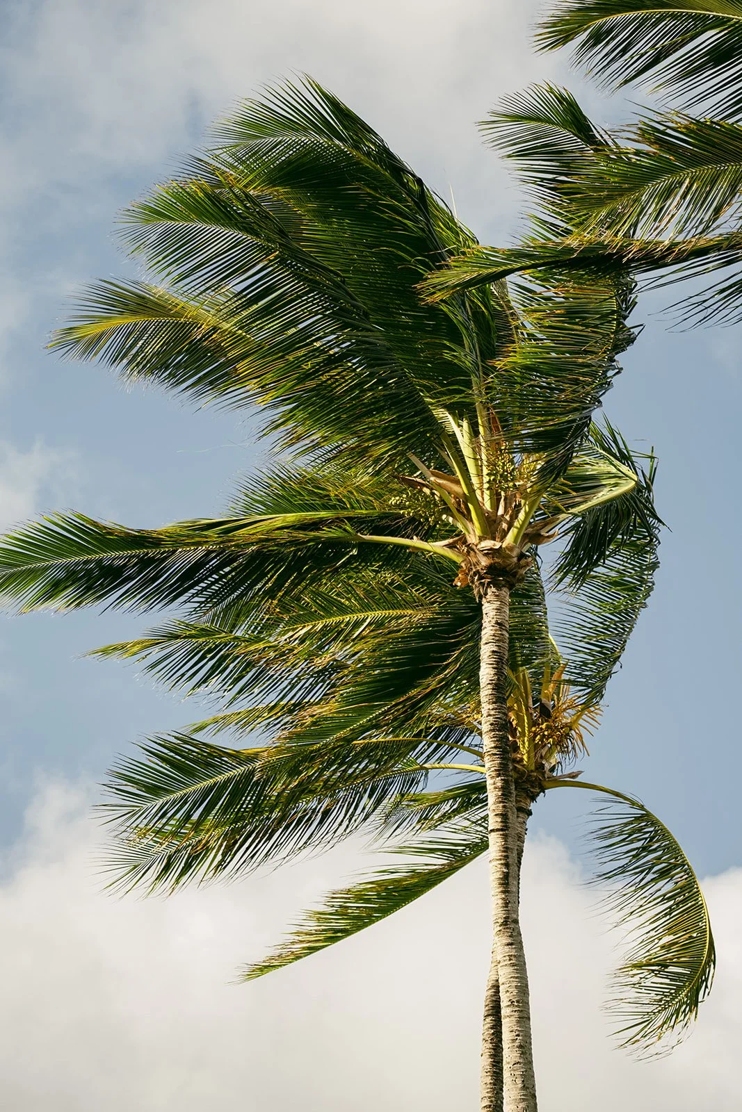 Reagan+Michael-Oahu-Hawaii-Elopement-12.jpg