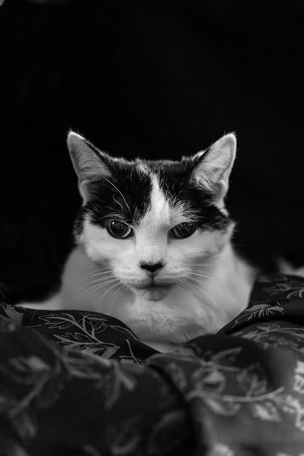 Molly-Kitten-82_websize.jpg