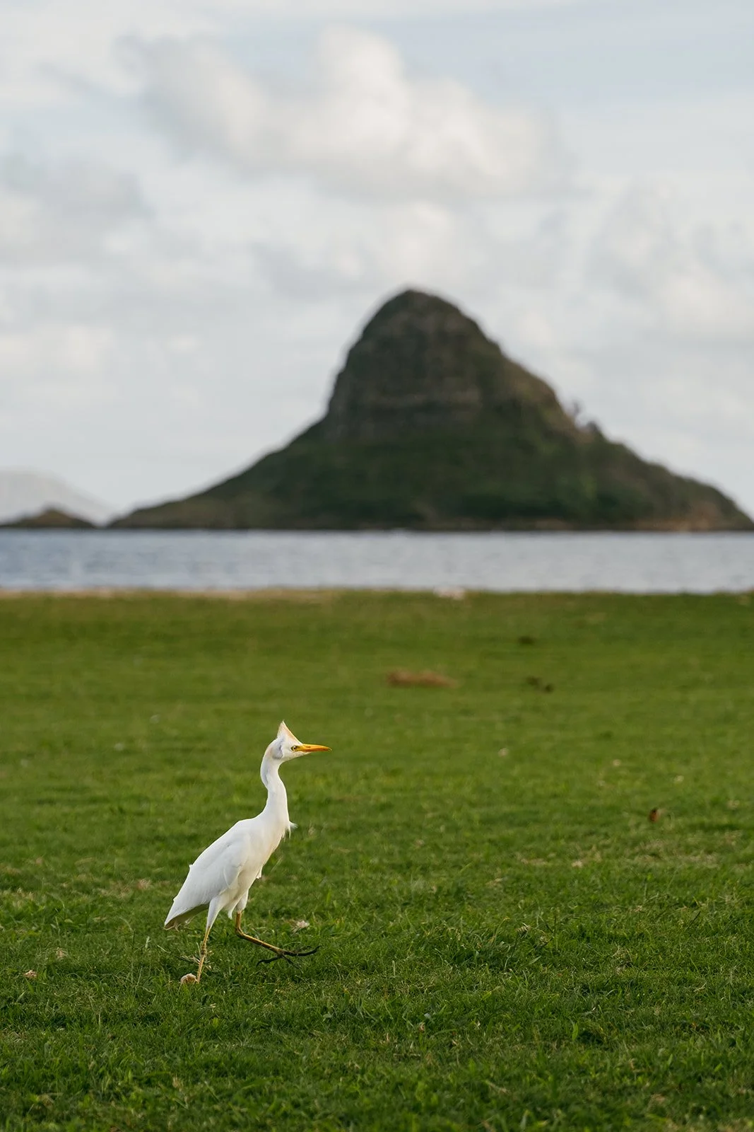 Reagan+Michael-Oahu-Hawaii-Elopement-18.jpg