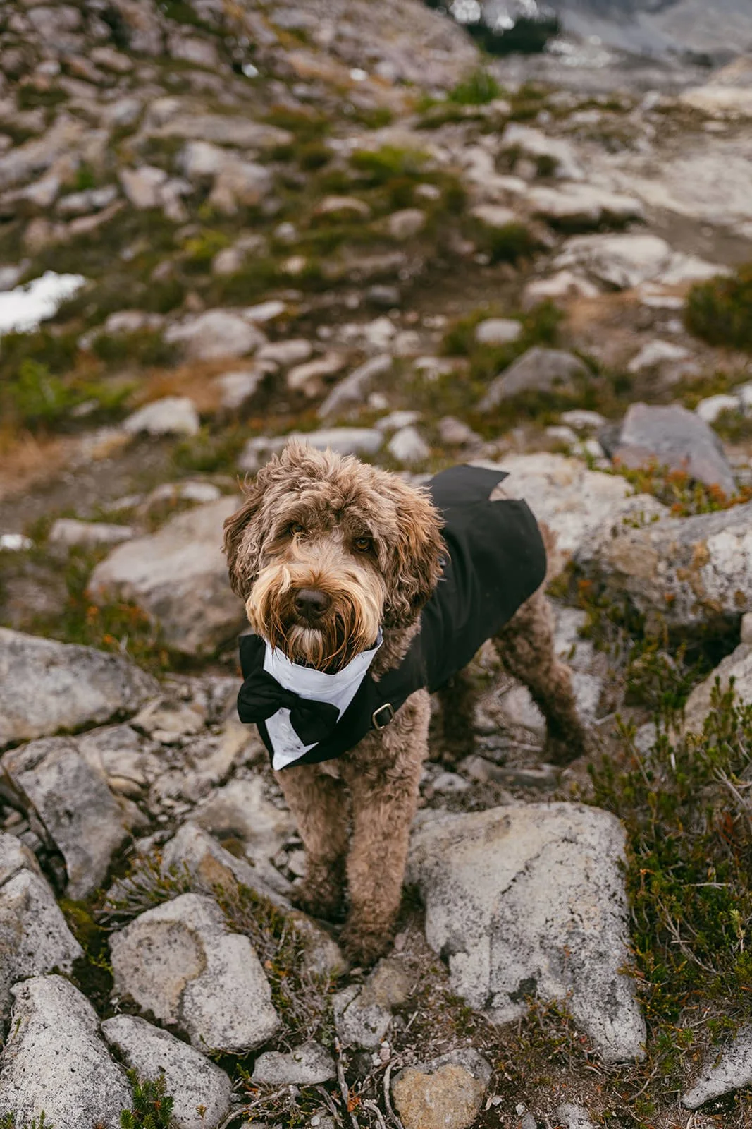 Ceinwen&Christopher-Elopement-202.jpg