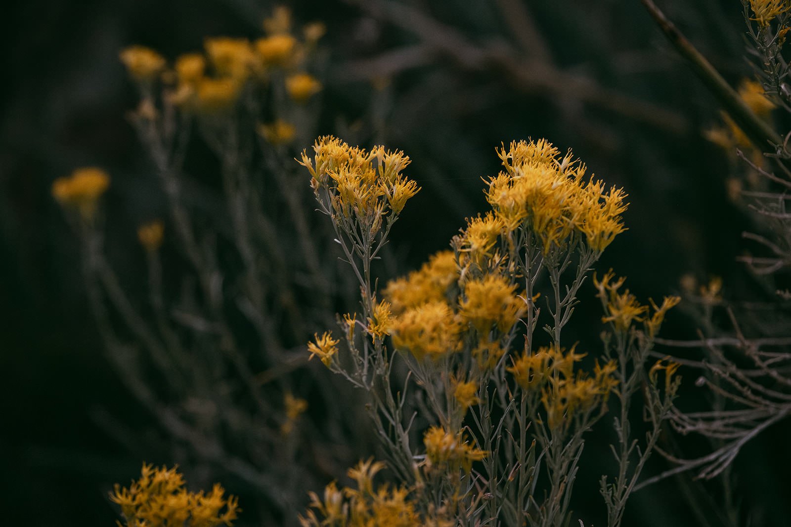 Karla&Karen_Engagement_WildCoastPhoto-9.jpg