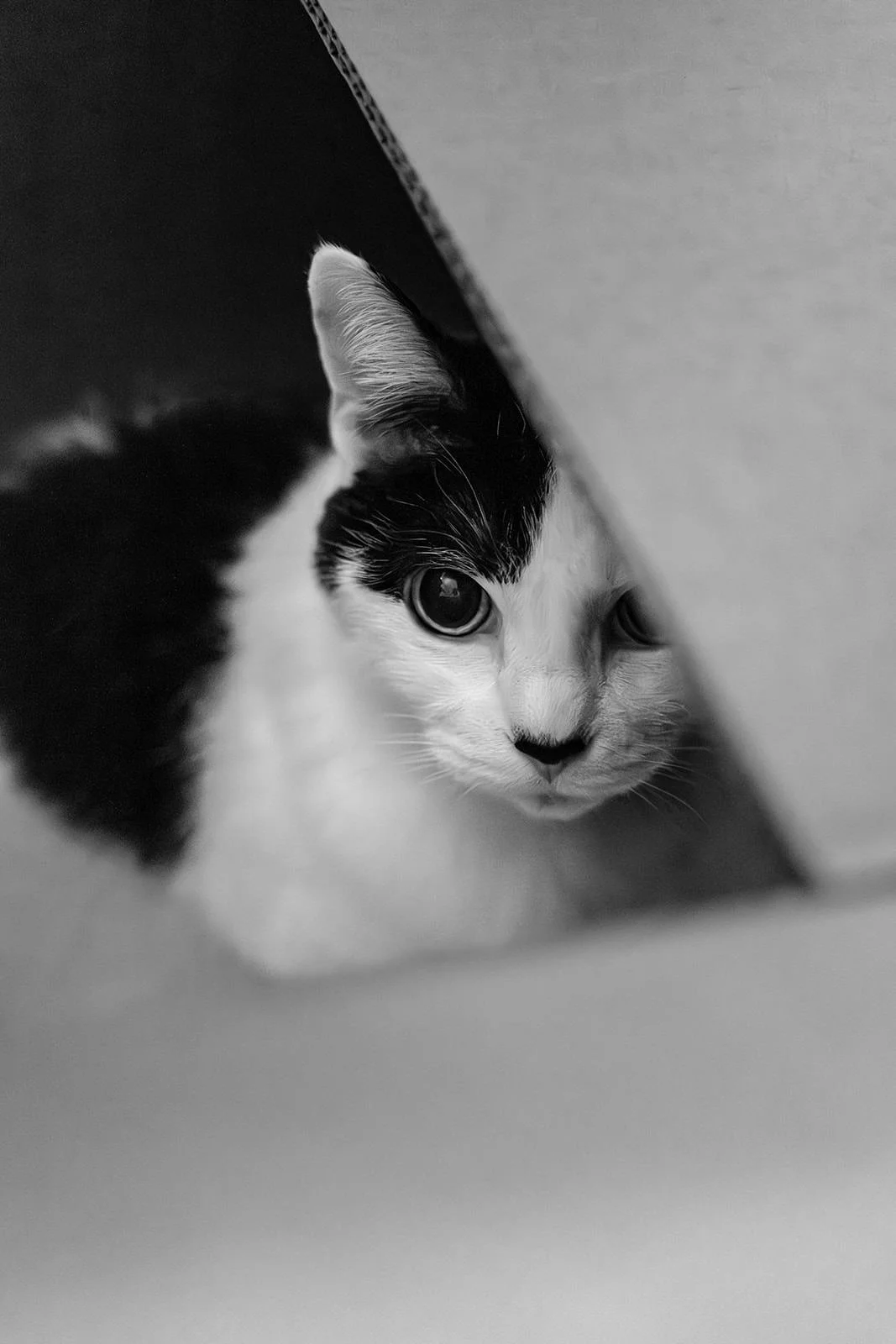 Molly-Kitten-56_websize.jpg