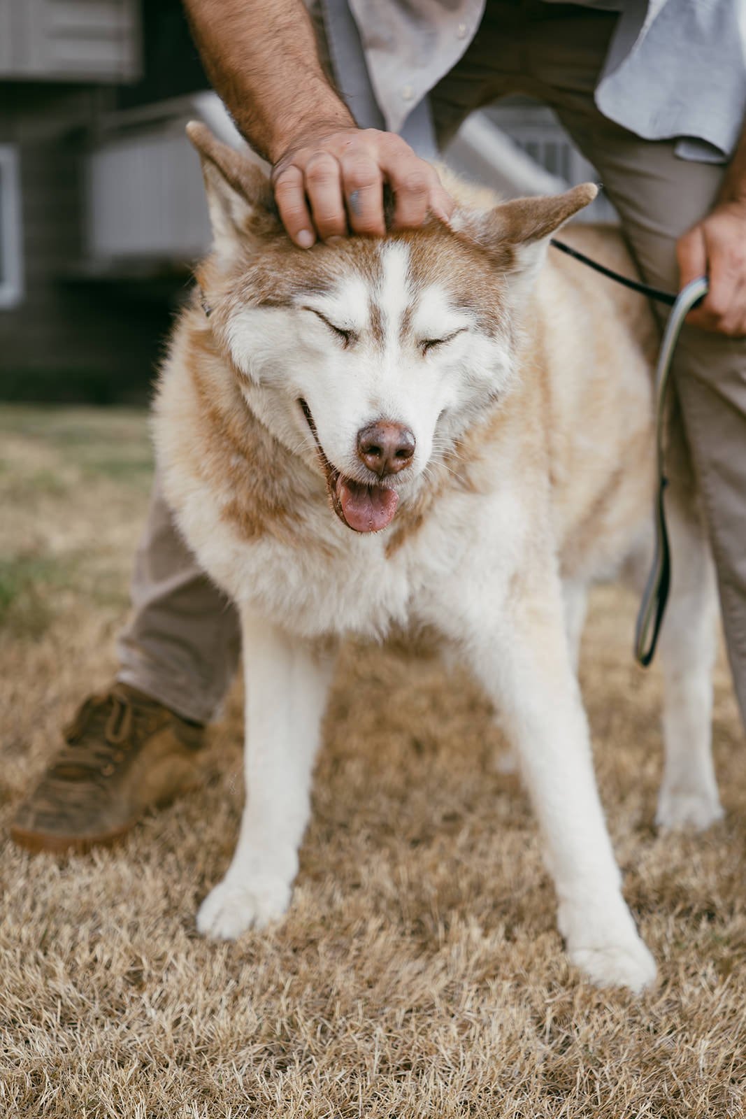 Aspen-Senior-Pet-Session-13.jpg