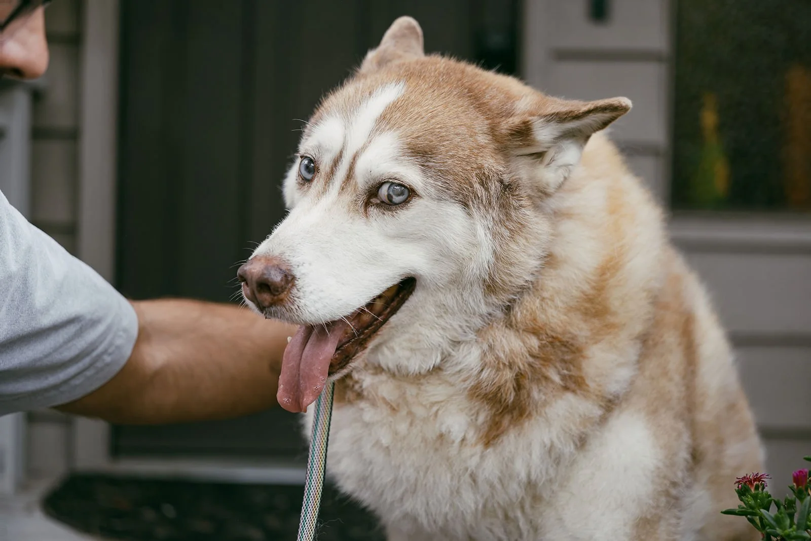 Aspen-Senior-Pet-Session-42.jpg