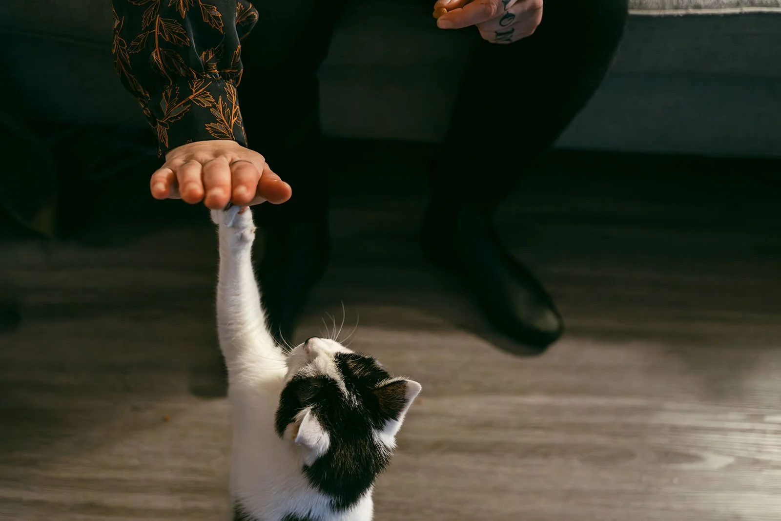 Molly-Kitten-2_websize.jpg