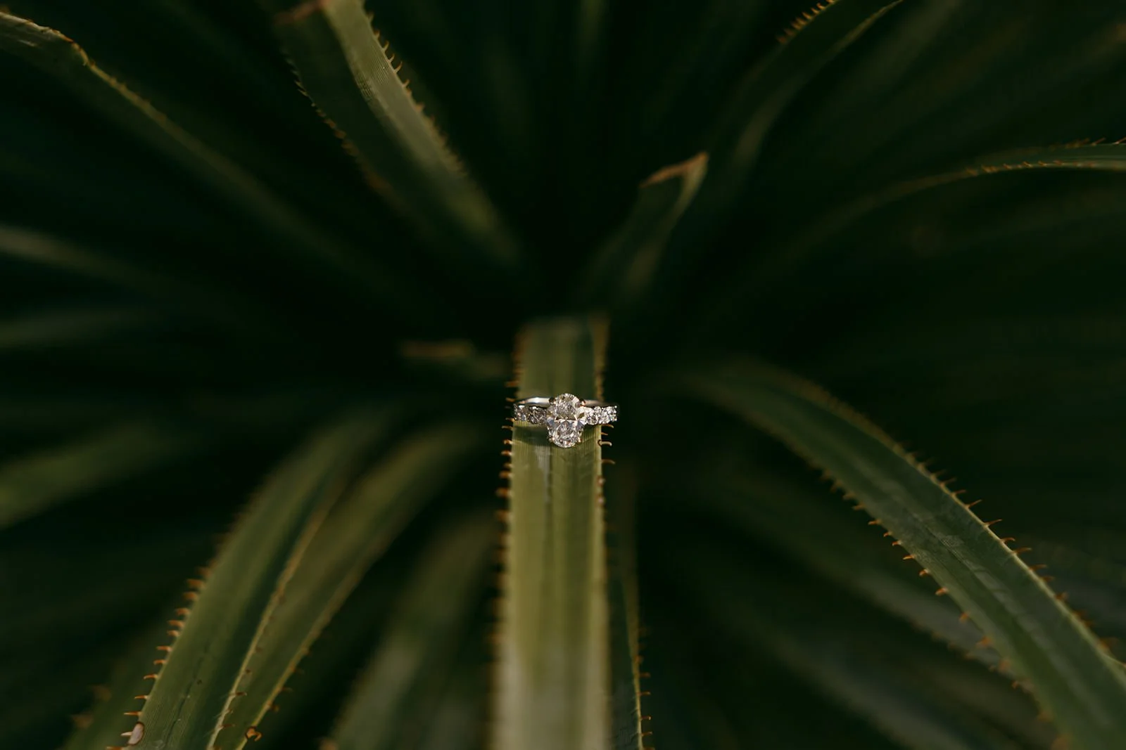 Jared-Jacqueline-Proposal-53.jpg