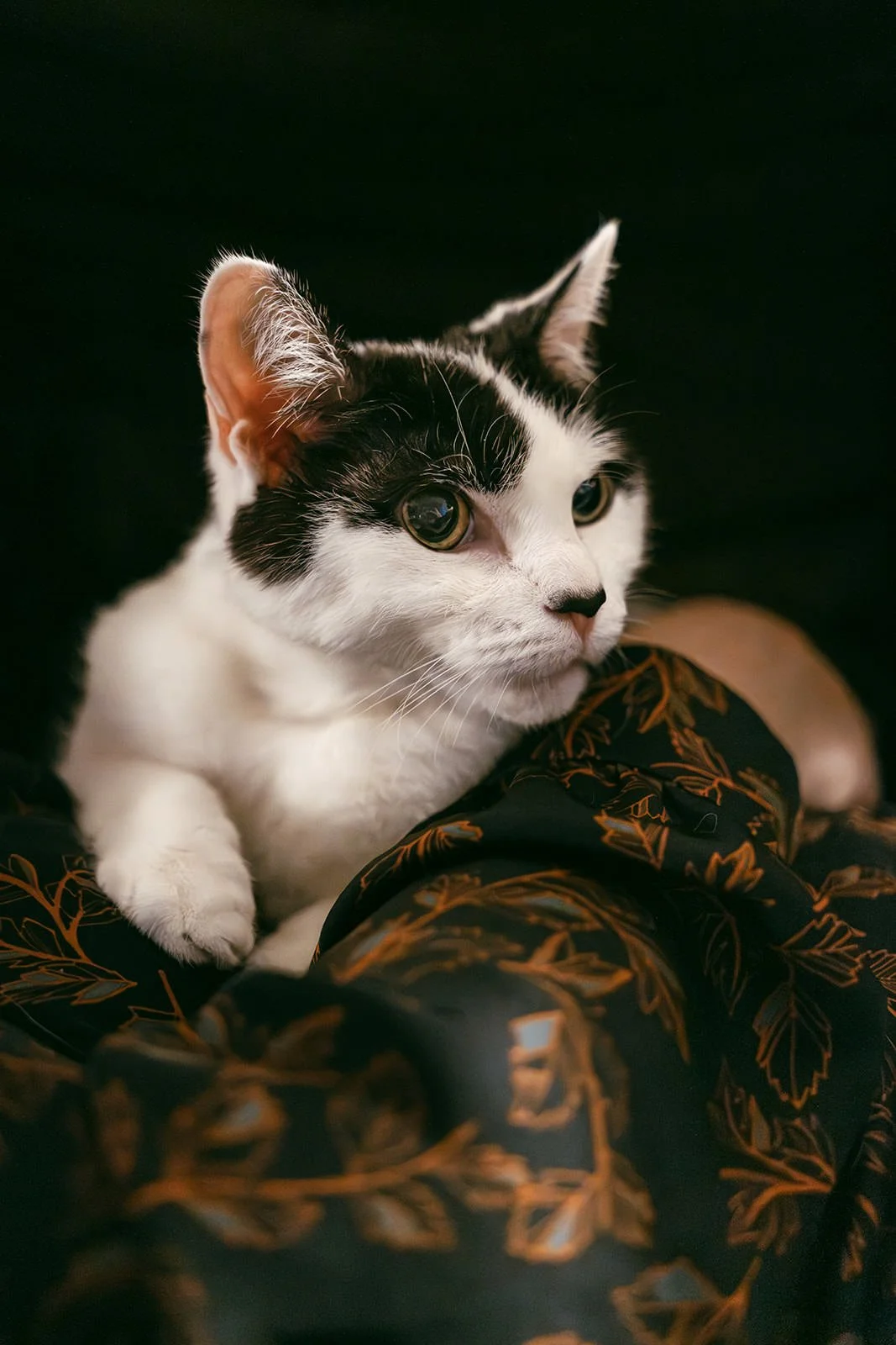 Molly-Kitten-86_websize.jpg