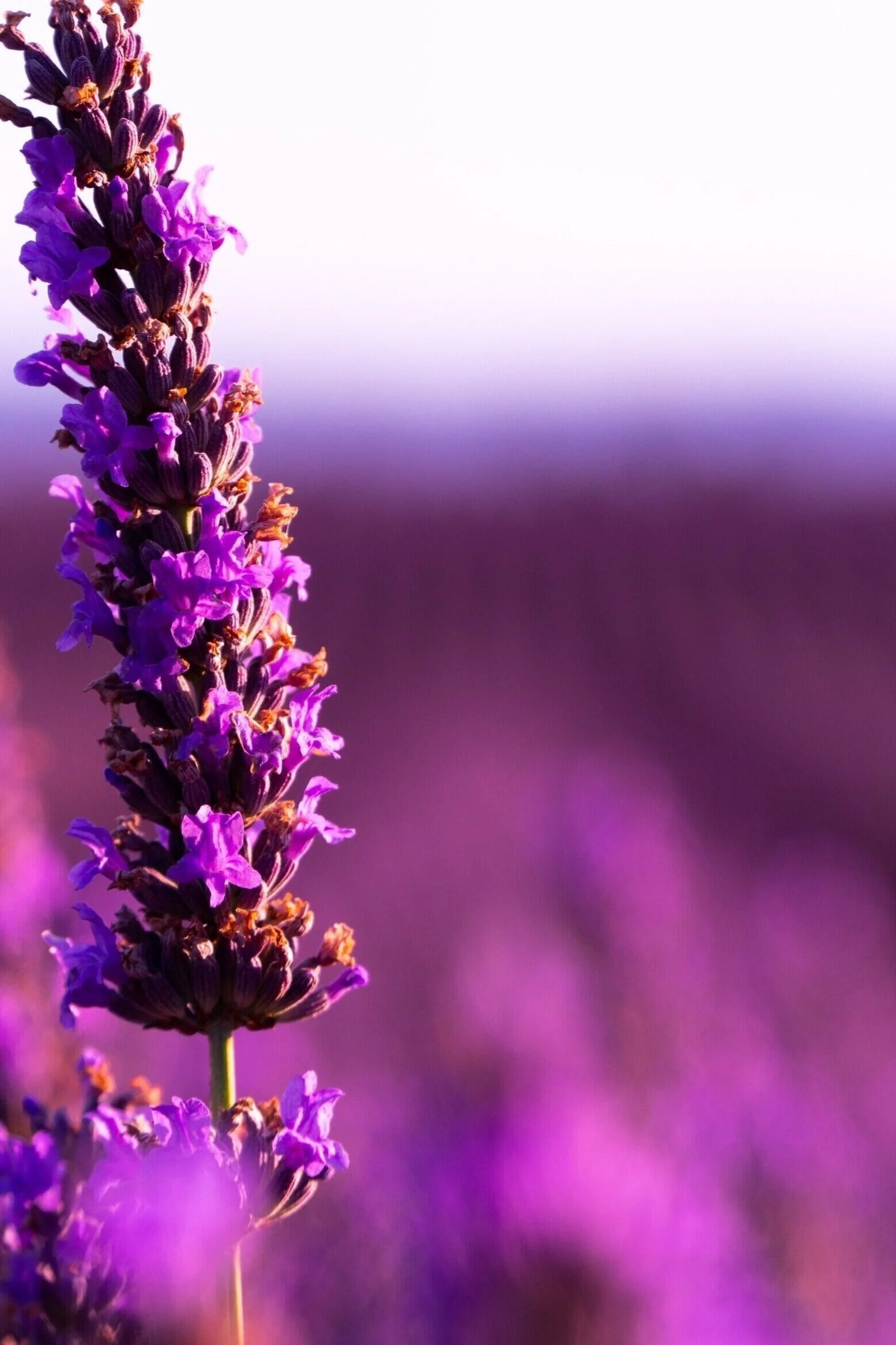 French Law Consultancy French Law In Plain English