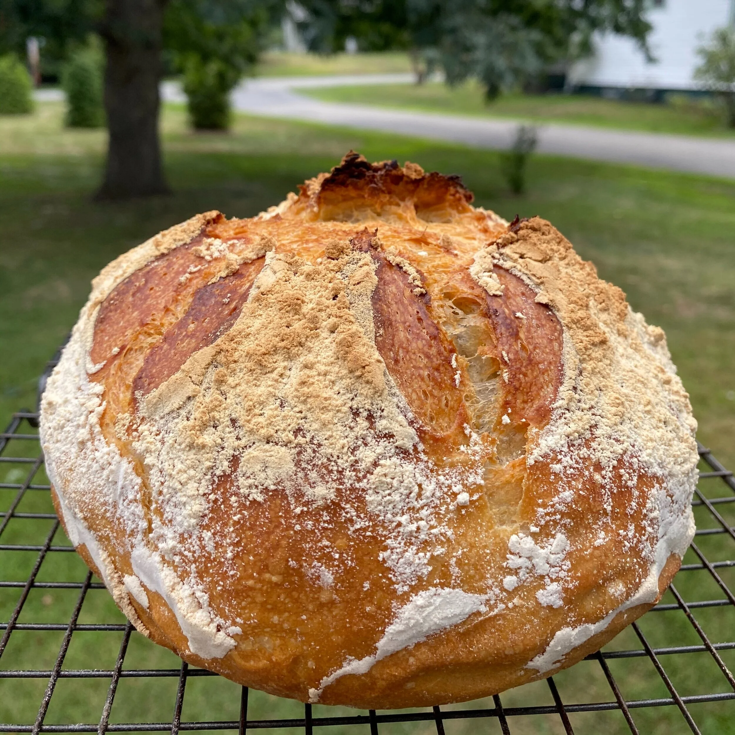 DLB No Knead Crusty Bread