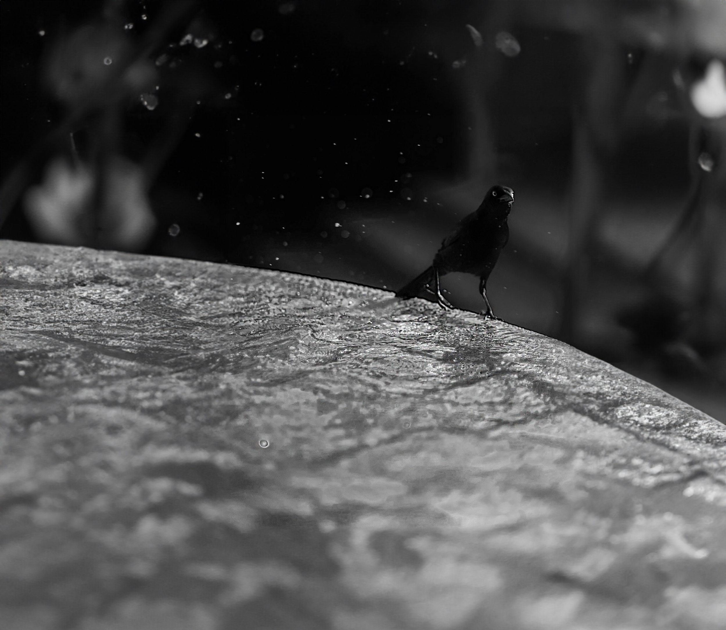 DSC00745[1] copy 2.jpg