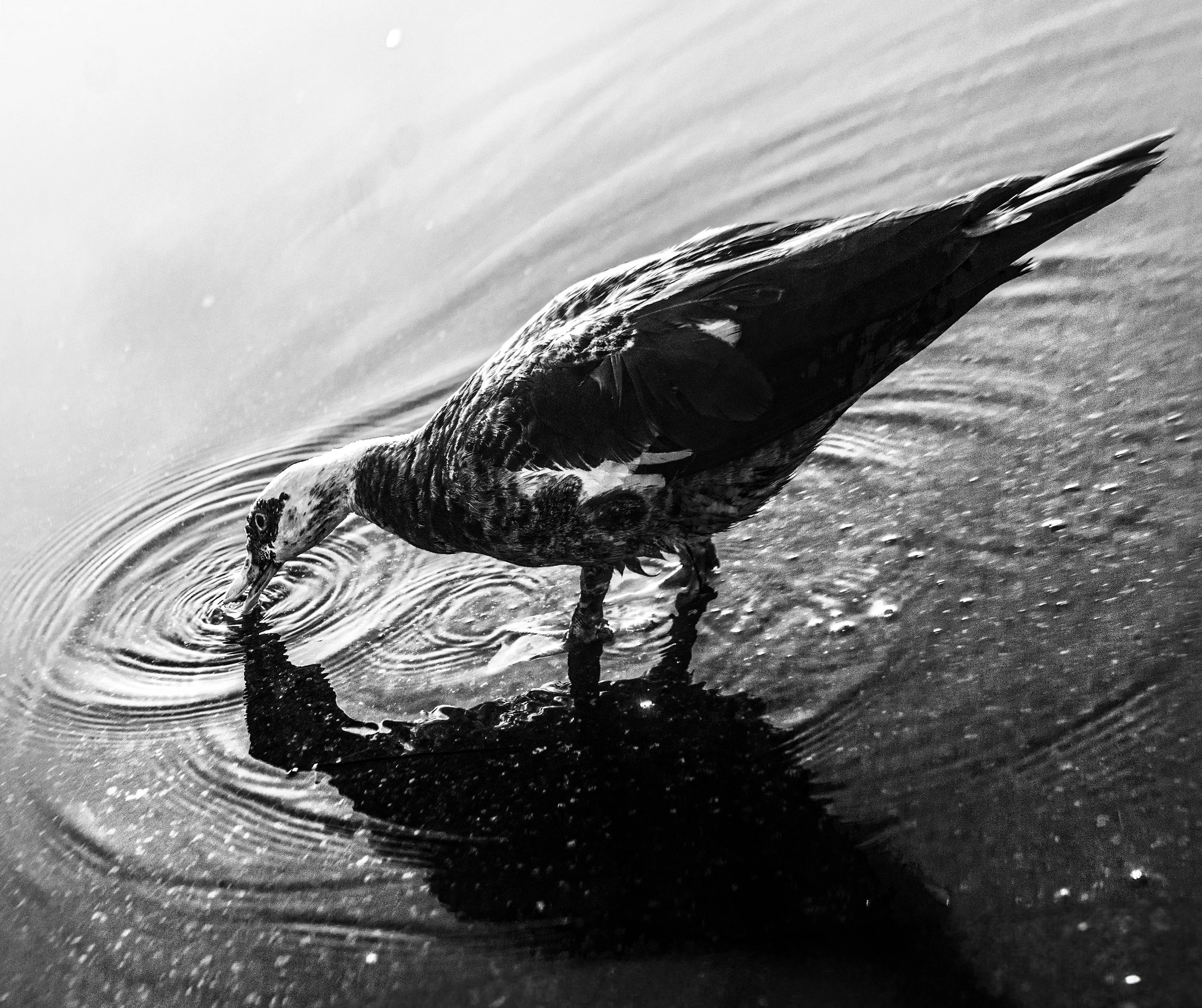 DSC08267[1]-Recovered (1).jpg