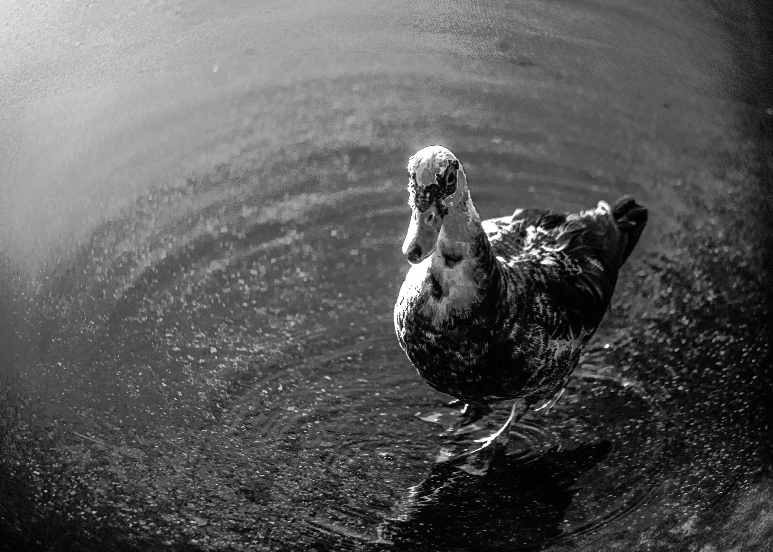 DSC08265[1] copy (1).jpg