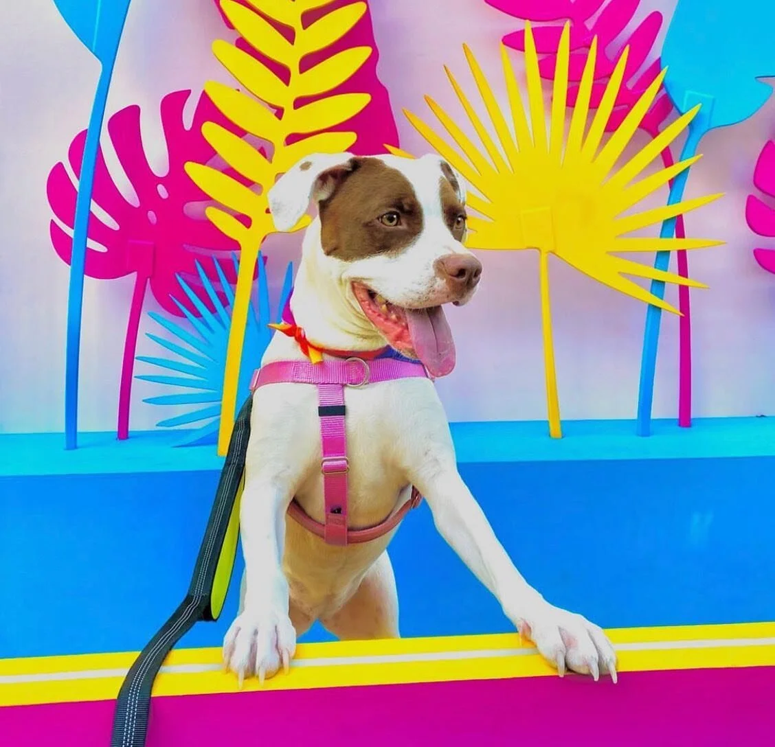 Fun in the Sun 🌤#DogsOfRUNWAY