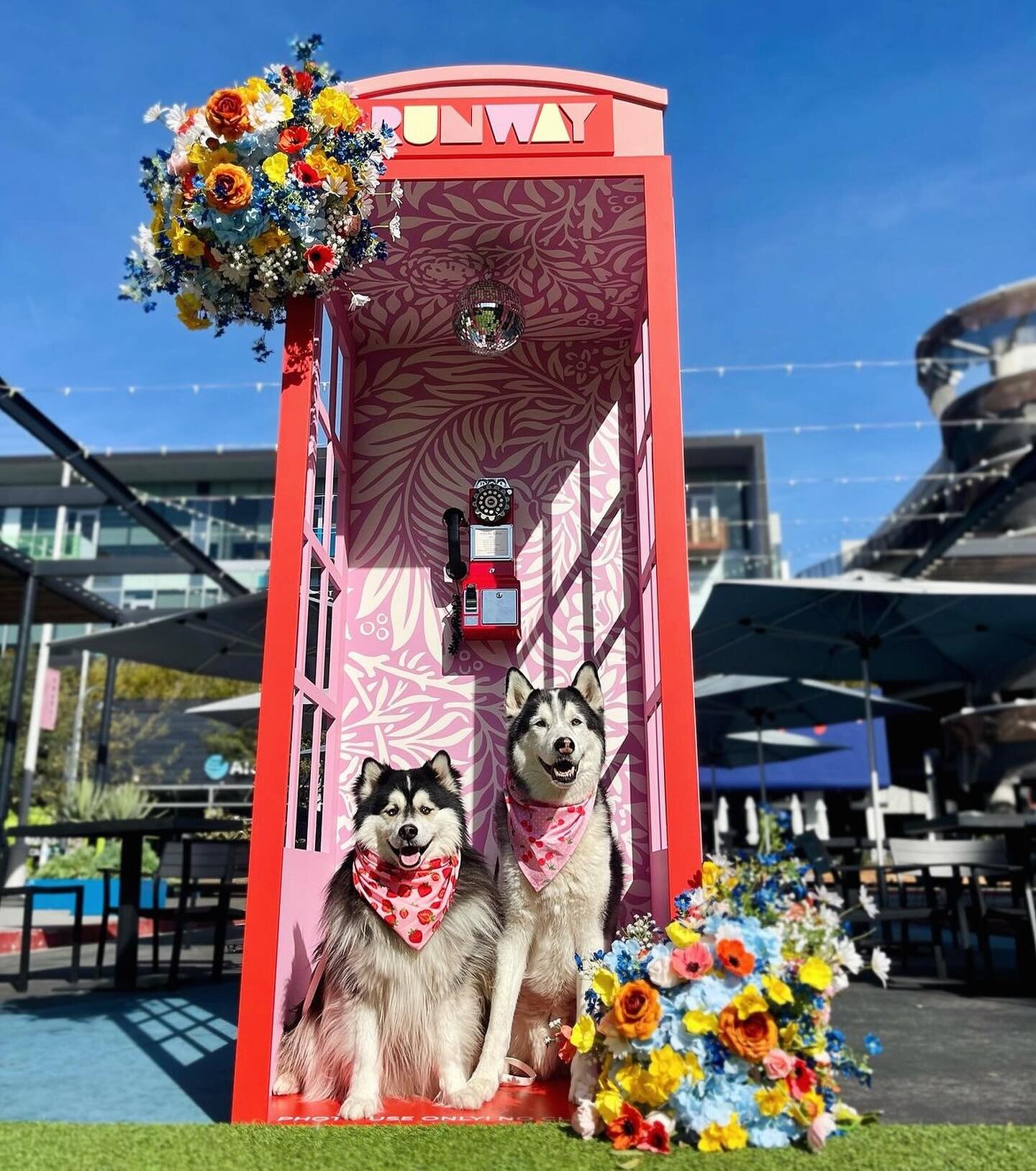 We have absolutely been loving the photos you&rsquo;ve tagged us in with our Spring Installation Phone Booth! Keep &lsquo;em coming for a chance to be featured! ☎️
&nbsp;
✨ Don&rsquo;t forget to tag us and use #runwayplayavista and #dogsofrunway. Let