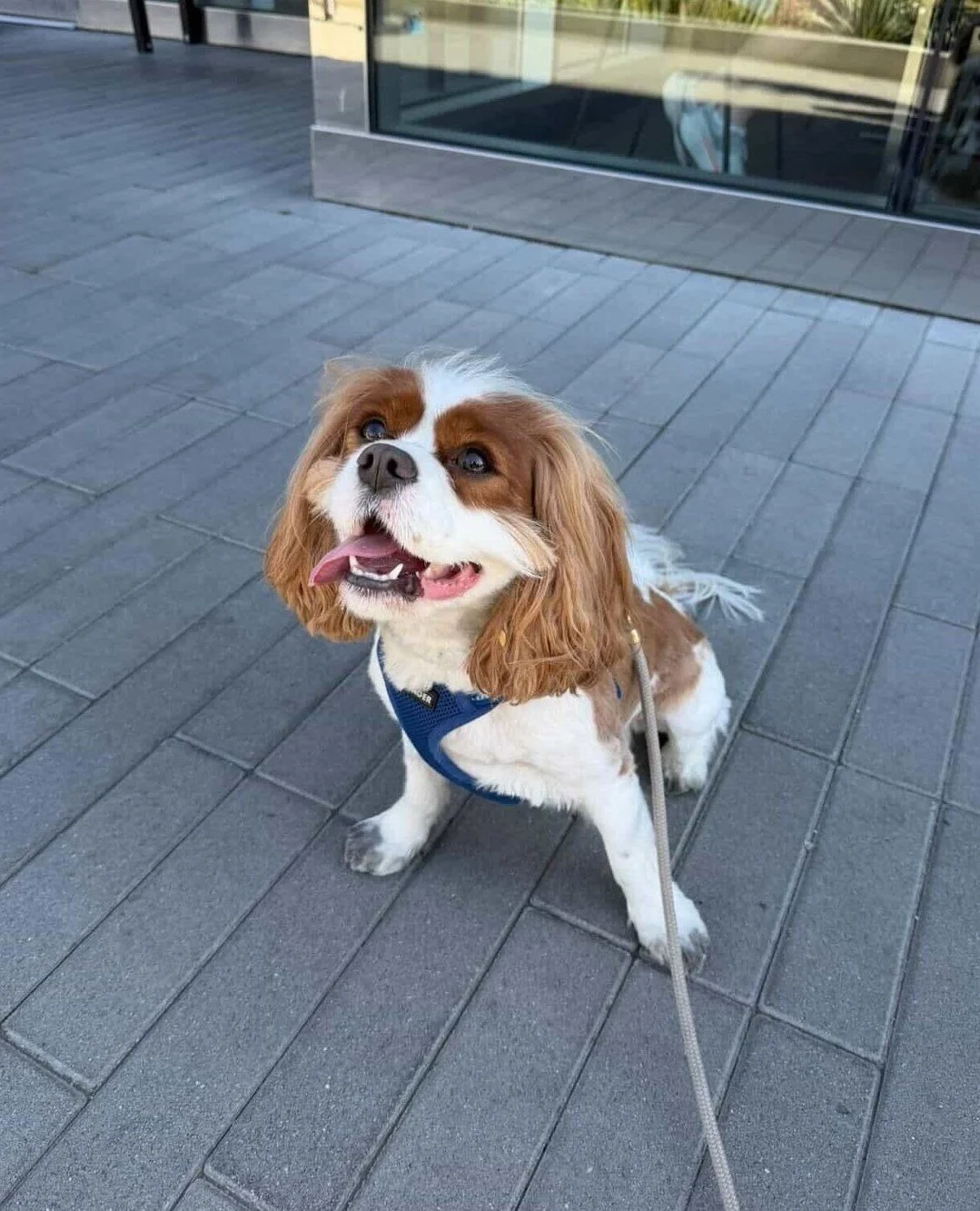 ⁠Celebrating all our furry friends this #NationalPetDay 🐾⁠
⁠
Consider this your sign to bring your four legged friend to @healthyspotwest to spoil them with a new treat today.⁠
⁠
(photo: @beckettthecav &amp; @healthyspot)⁠
⁠
#RUNWAYPlayaVista #Healt