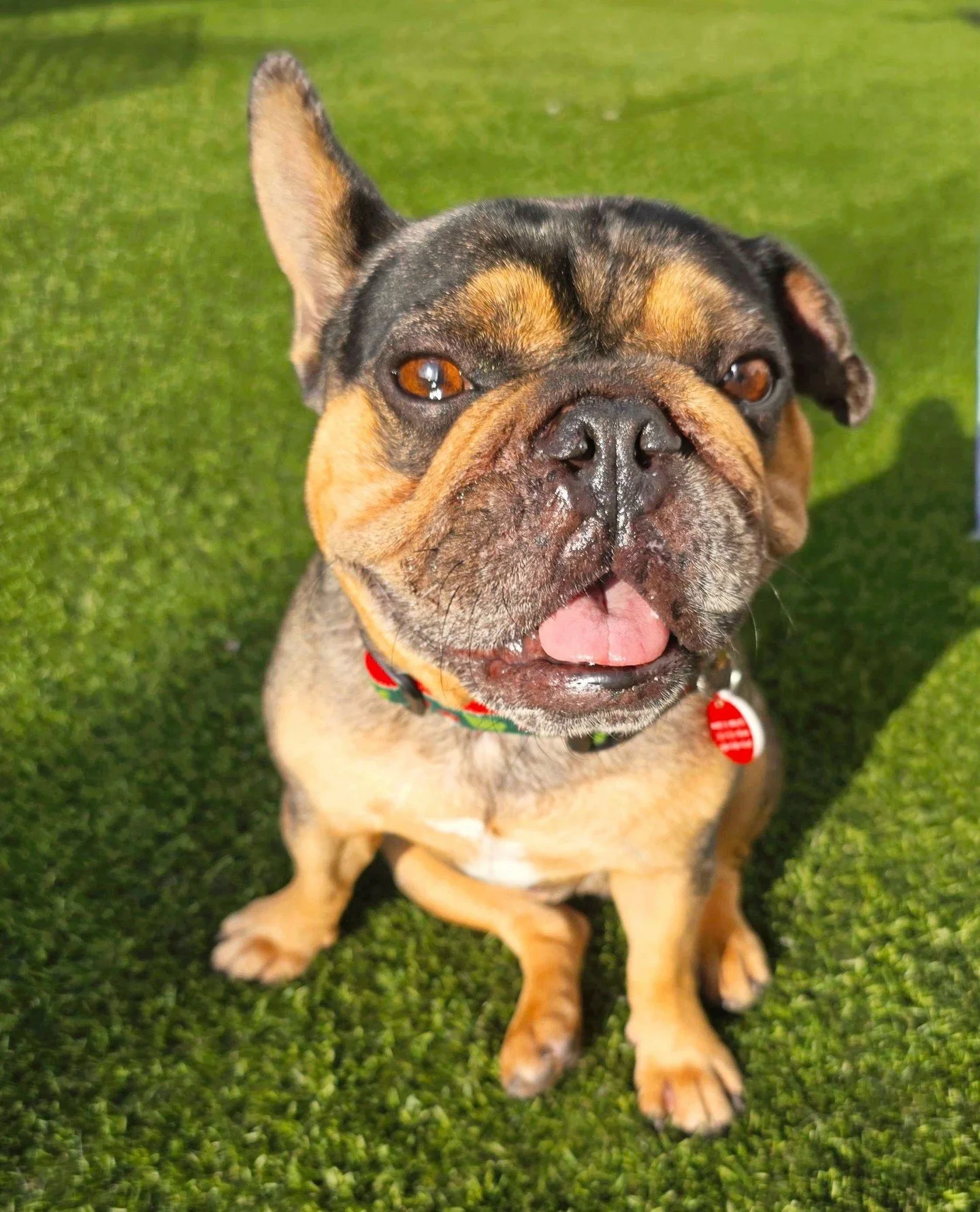 Calling all dog lovers.🐾 Join us at RUNWAY Playa Vista on Wednesday, May 20th as we celebrate National Rescue Dog Day with @wagsandwalks. Meet adoptable pups, bring your own four-legged friend, enjoy treats from @healthyspot, and spend the afternoon