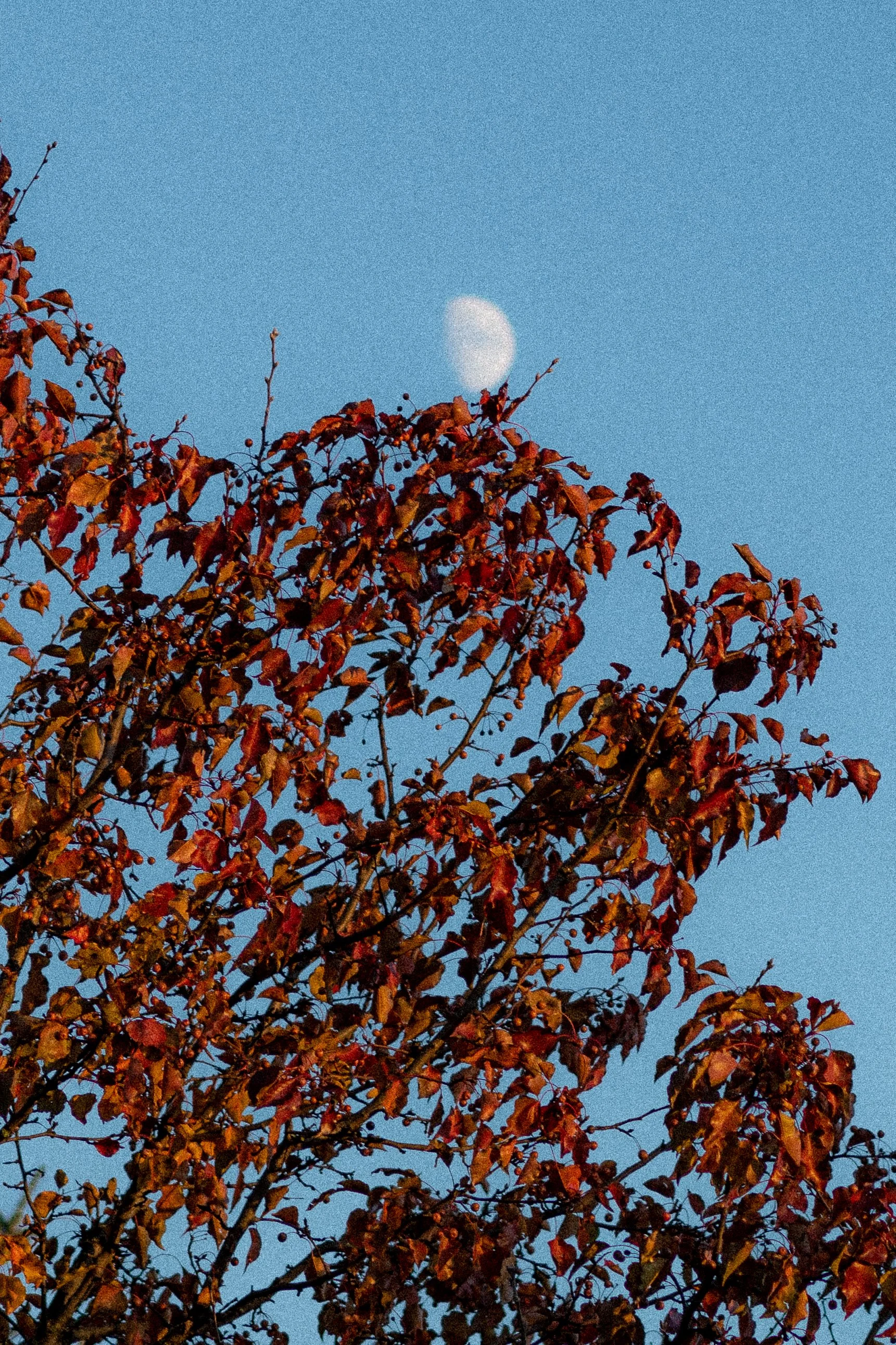 DSC_1008.jpg
