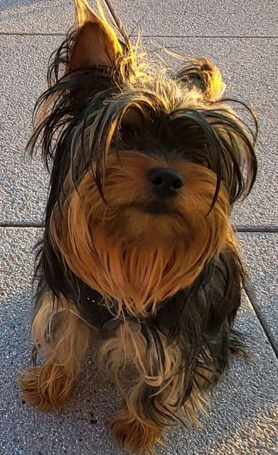 Ellie