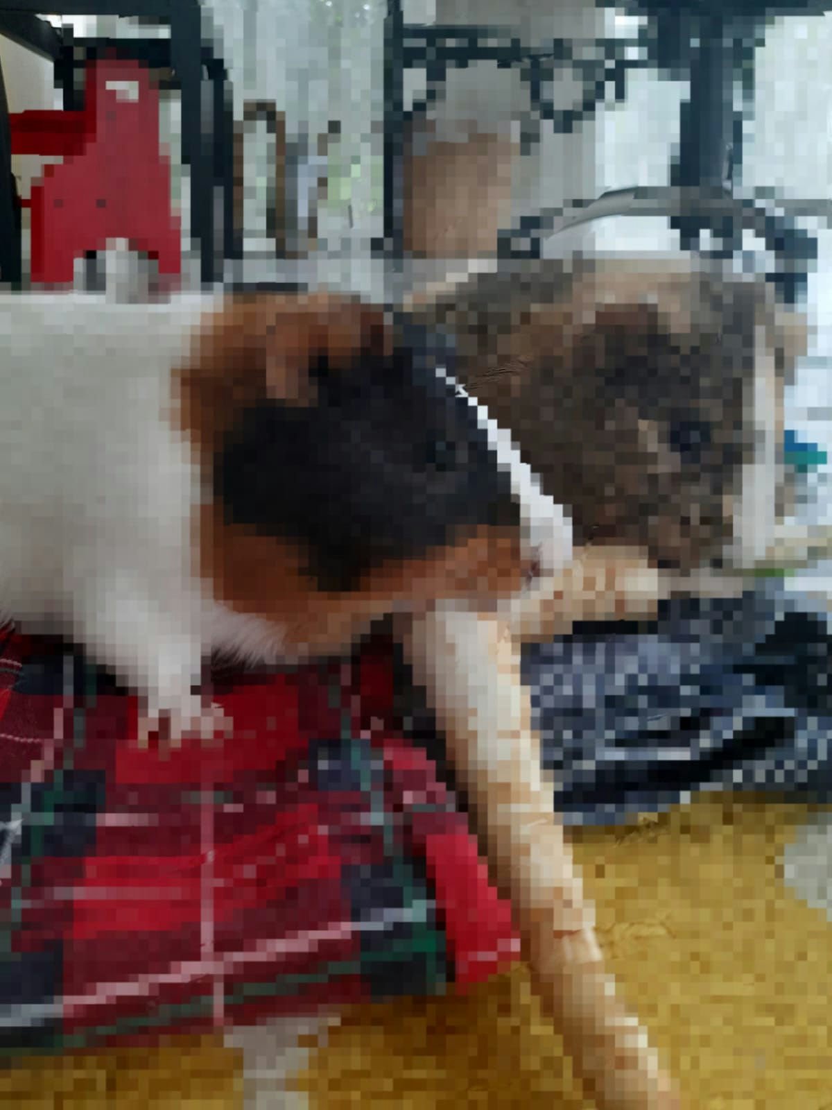 Ginger and Buttons