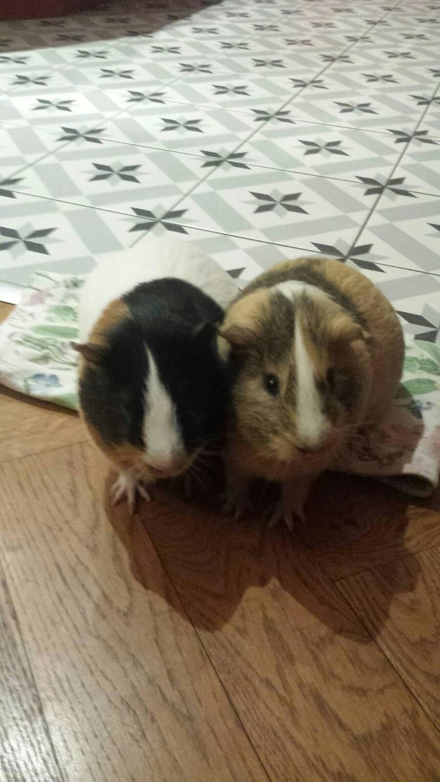 Ginger and Buttons
