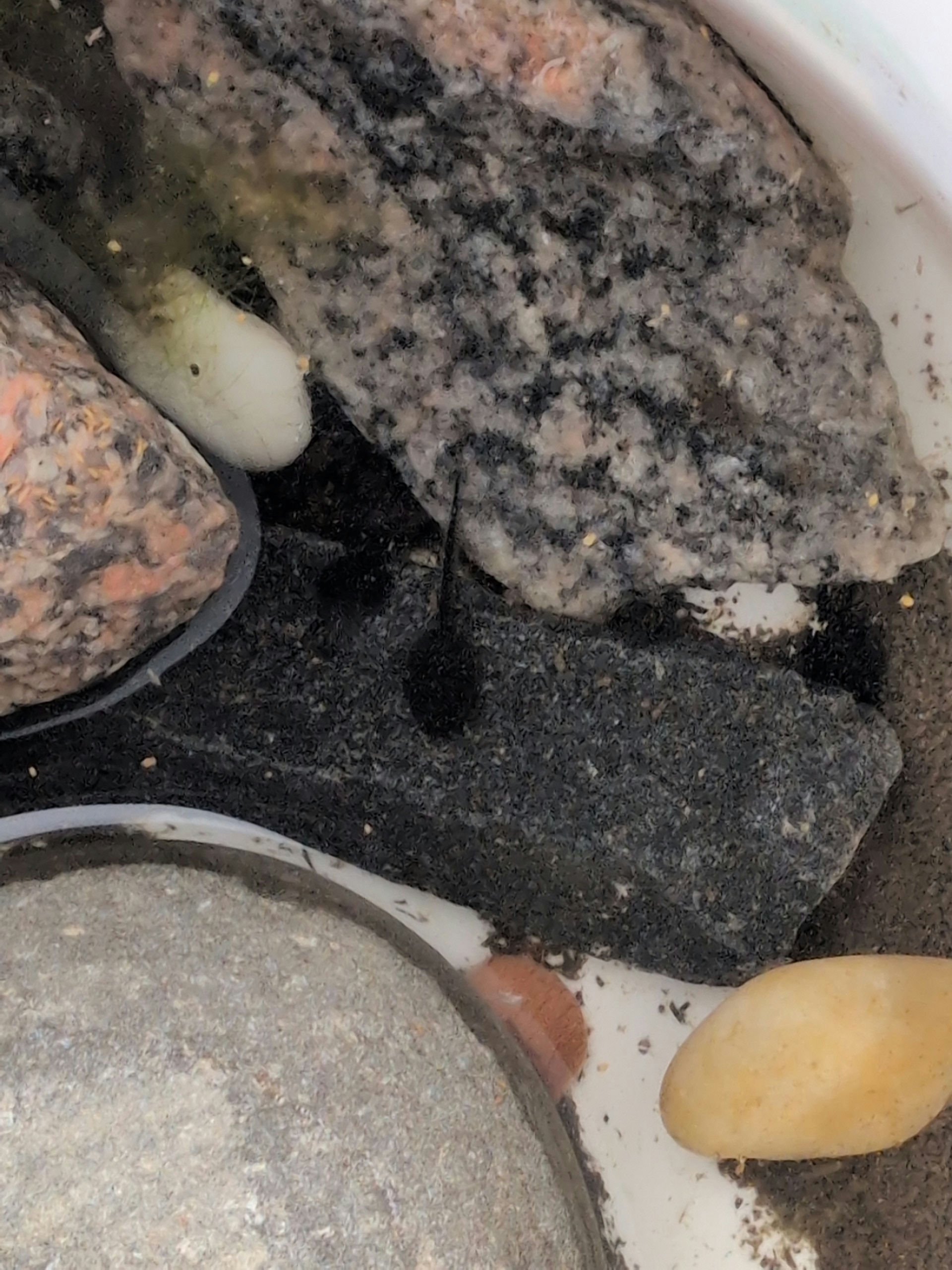 Uh we got tadpoles