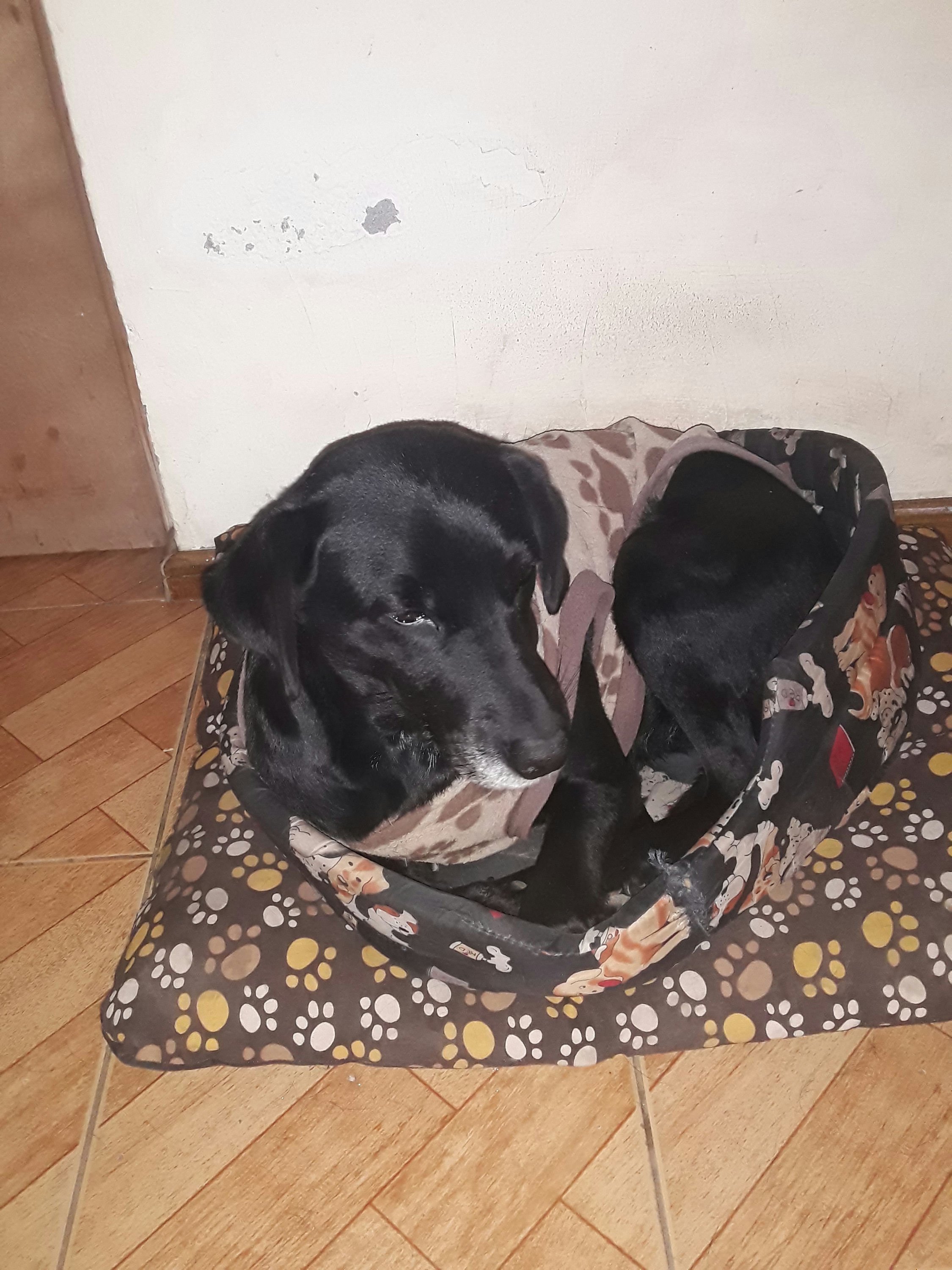 Pamela(Dog)