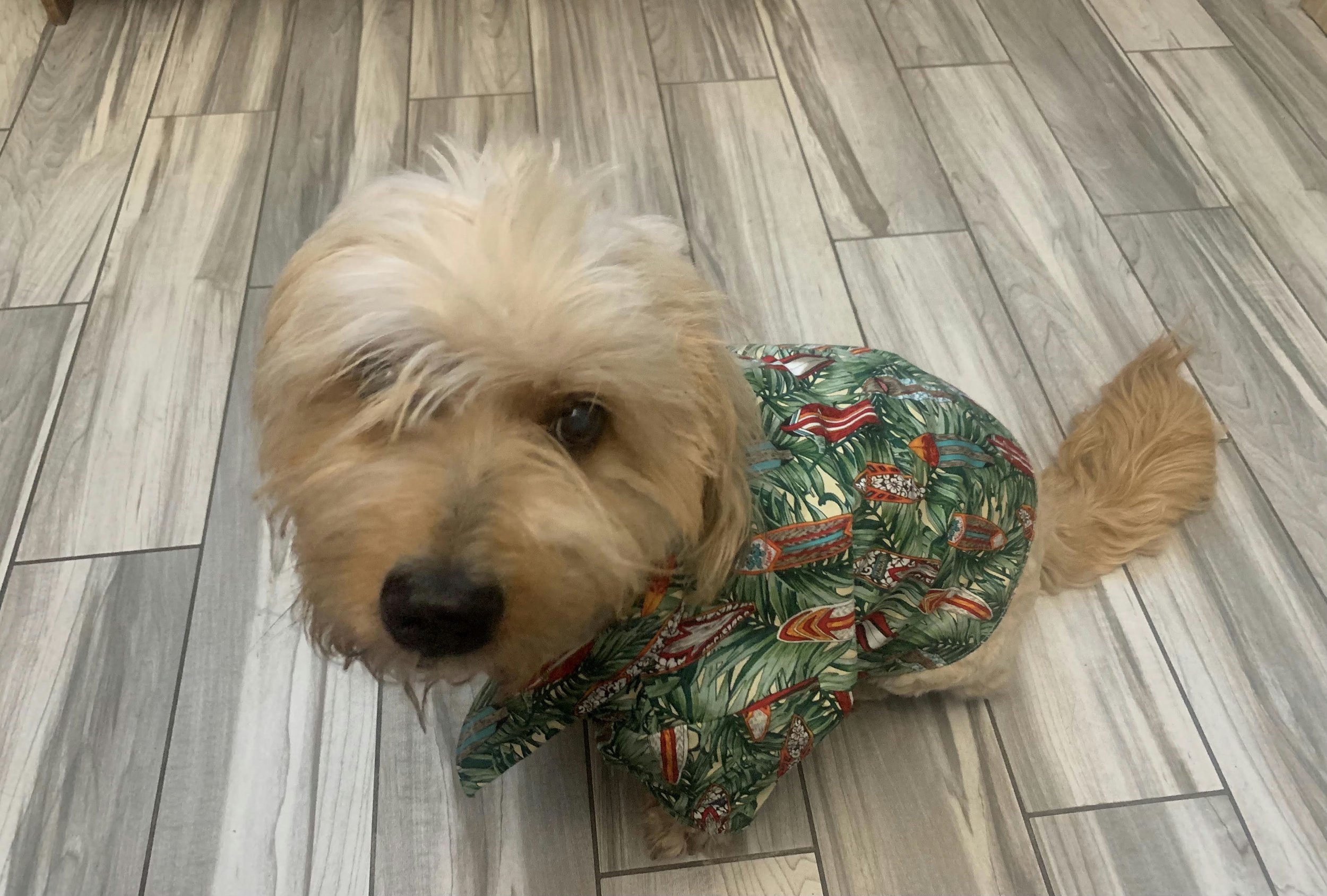 Benji