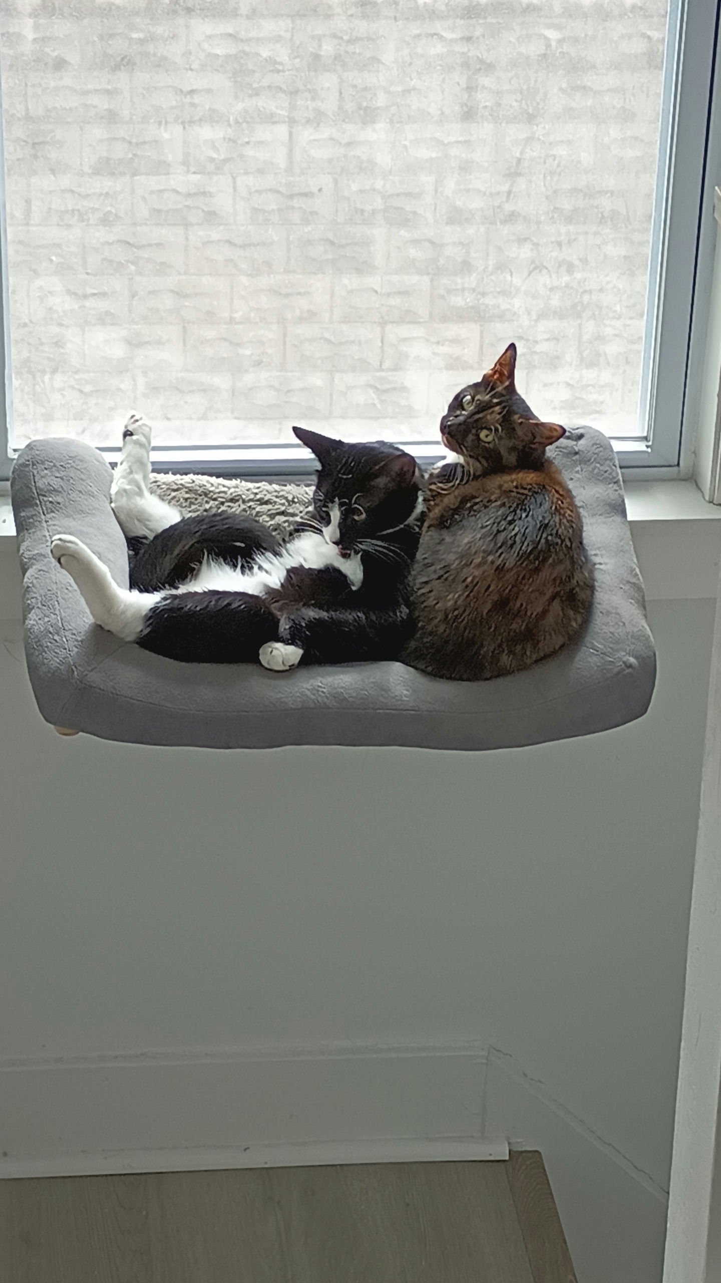 Artemis(tortie) and Apollo(tuxedo cat)