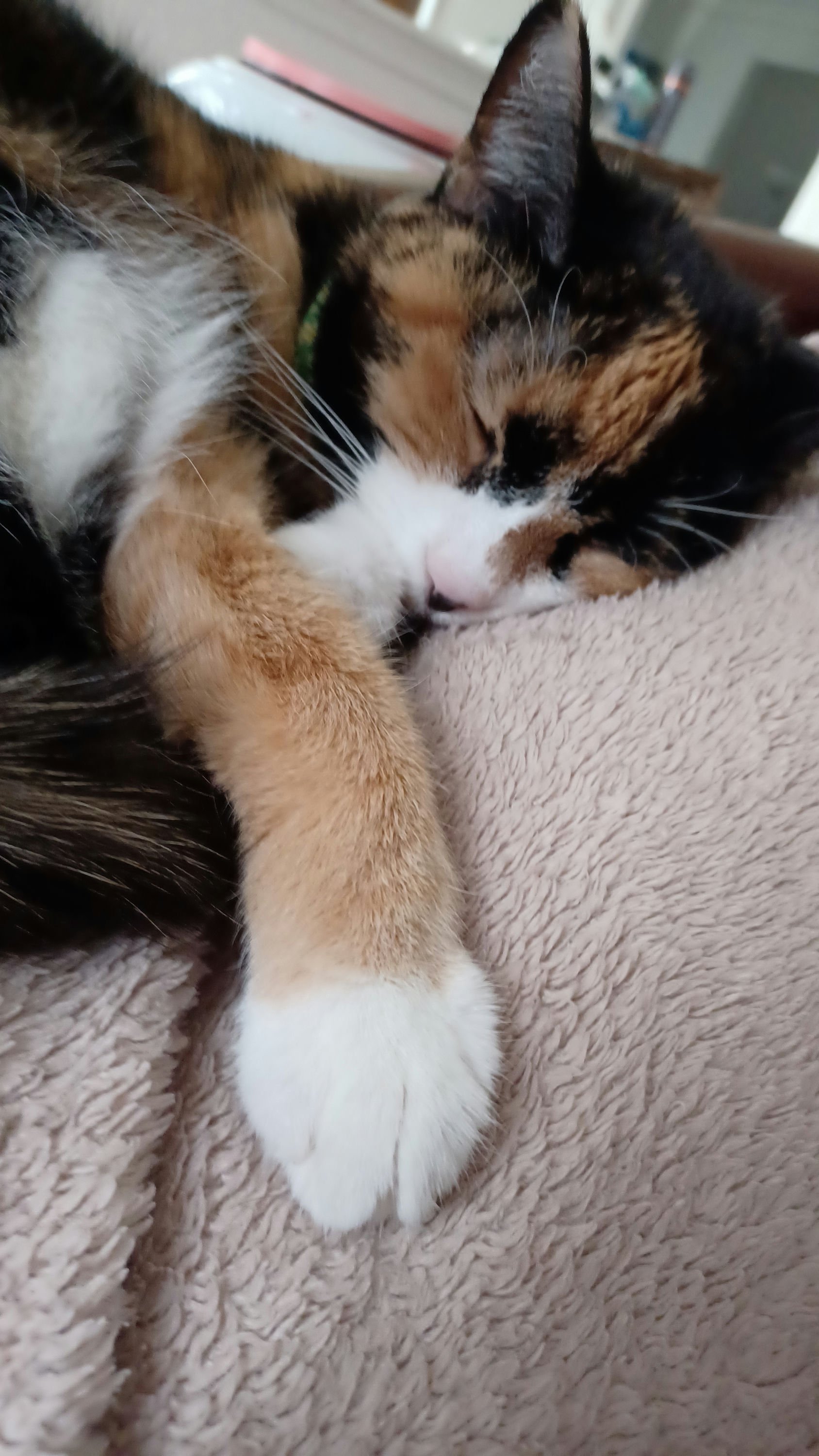 Diva