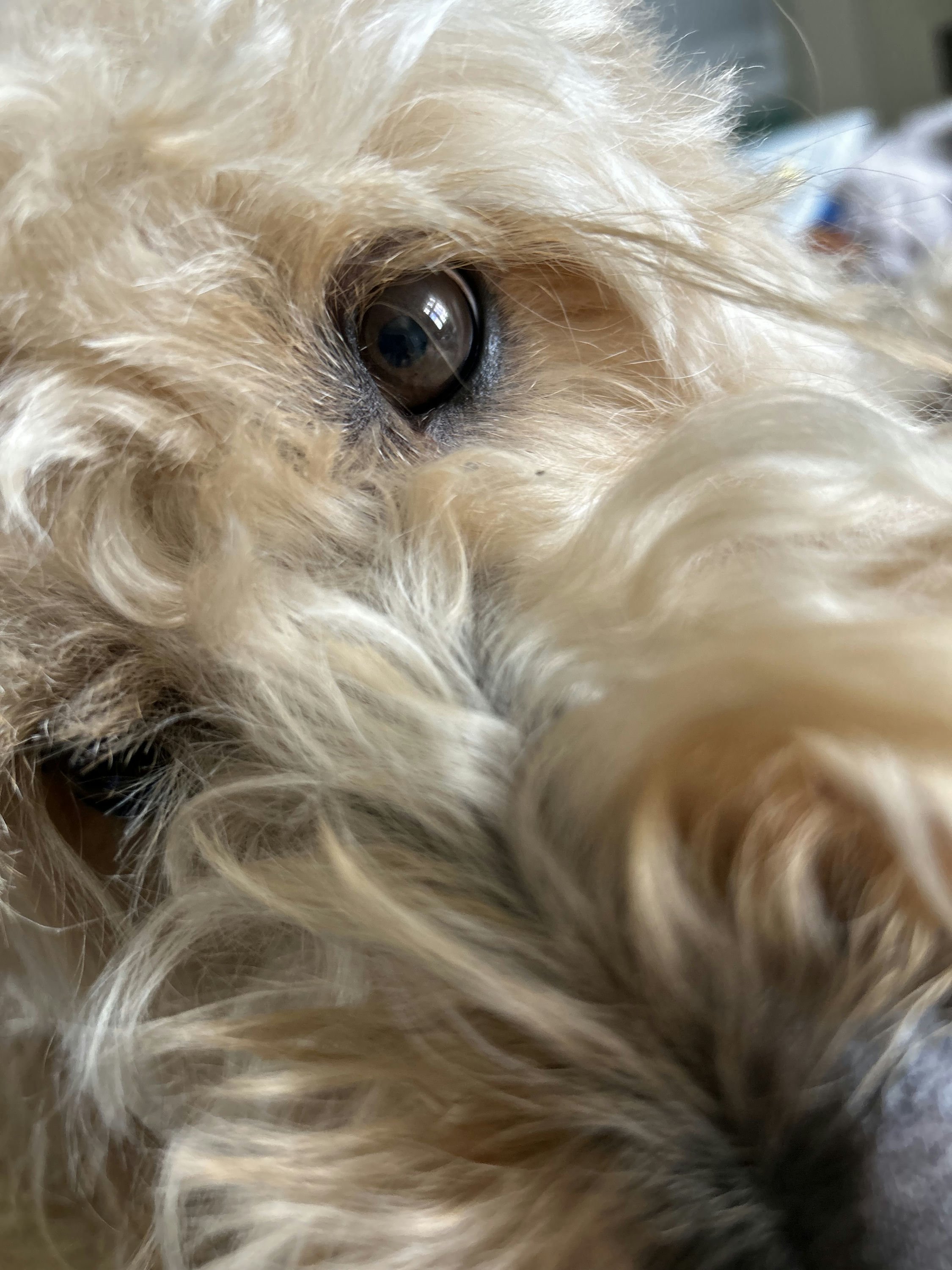 Biscuit <3