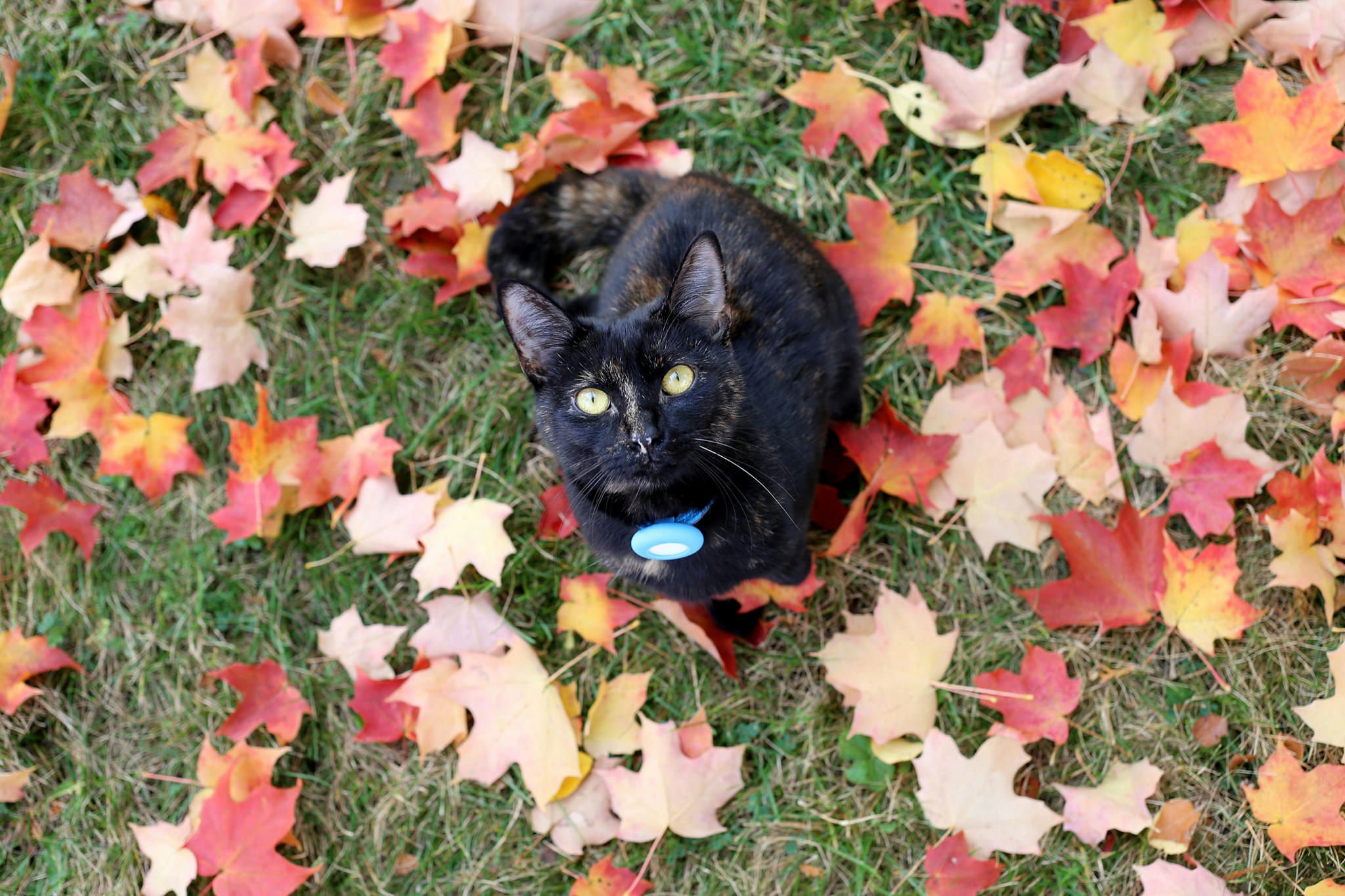 Autumn